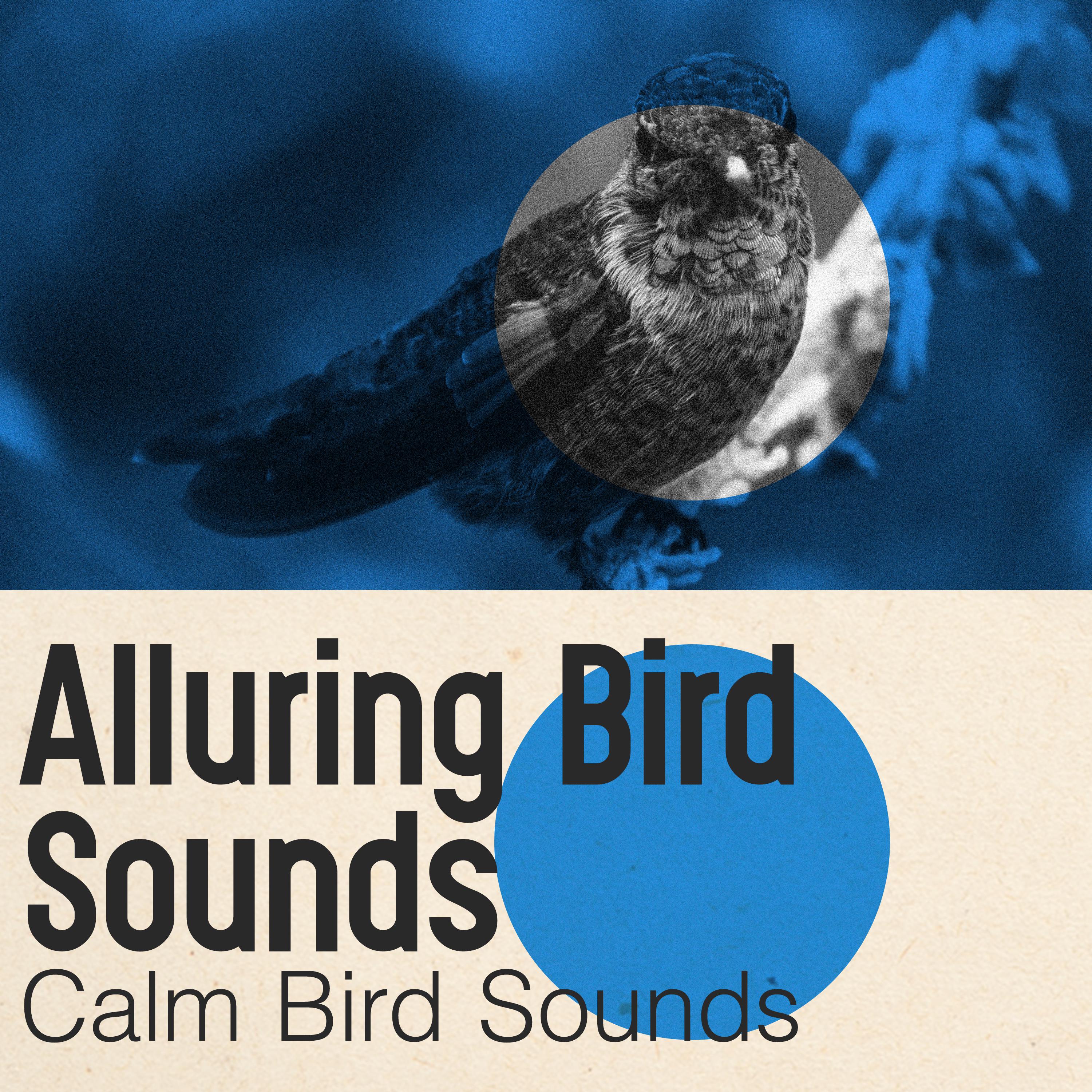 Alluring Bird Sounds