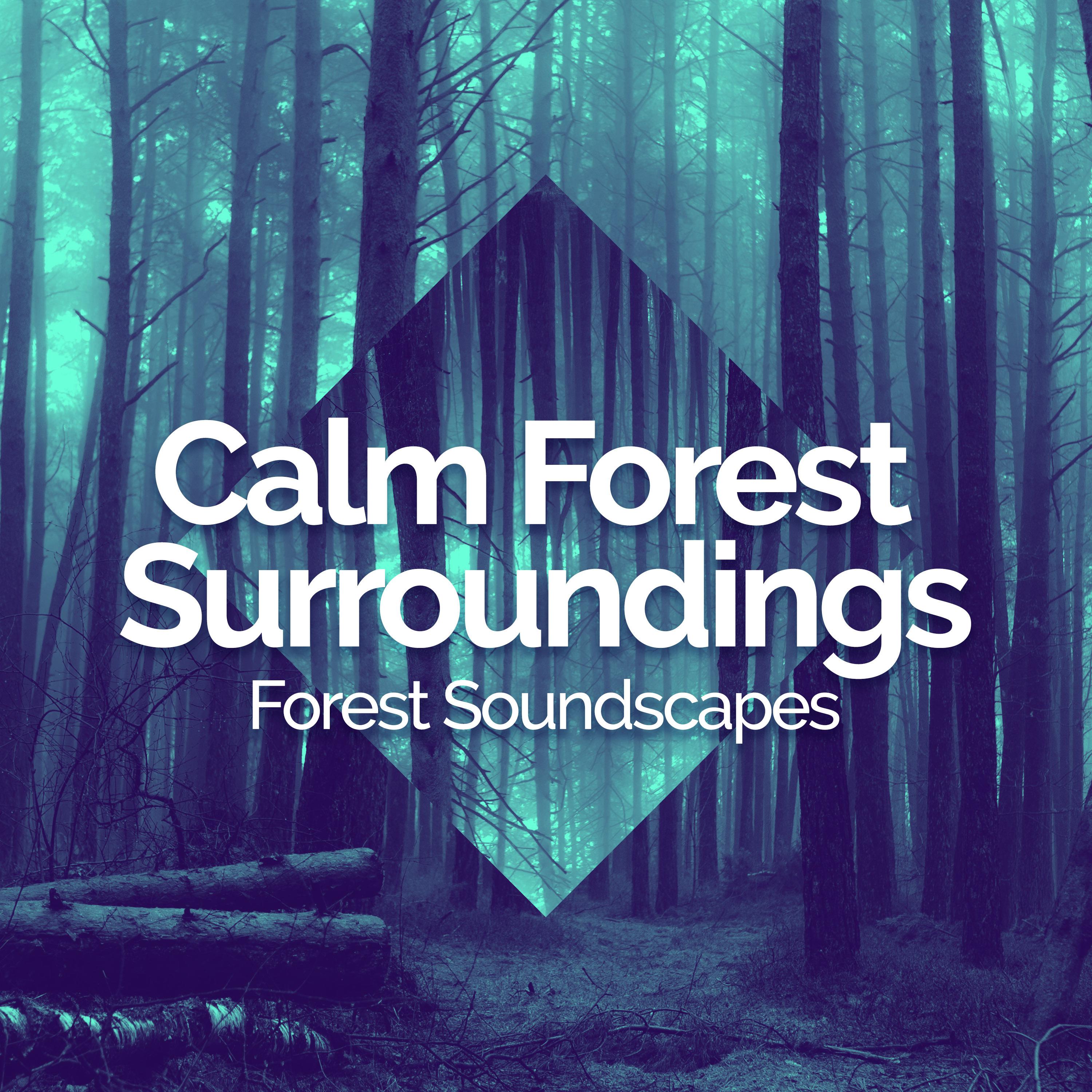 Calm Forest Surroundings