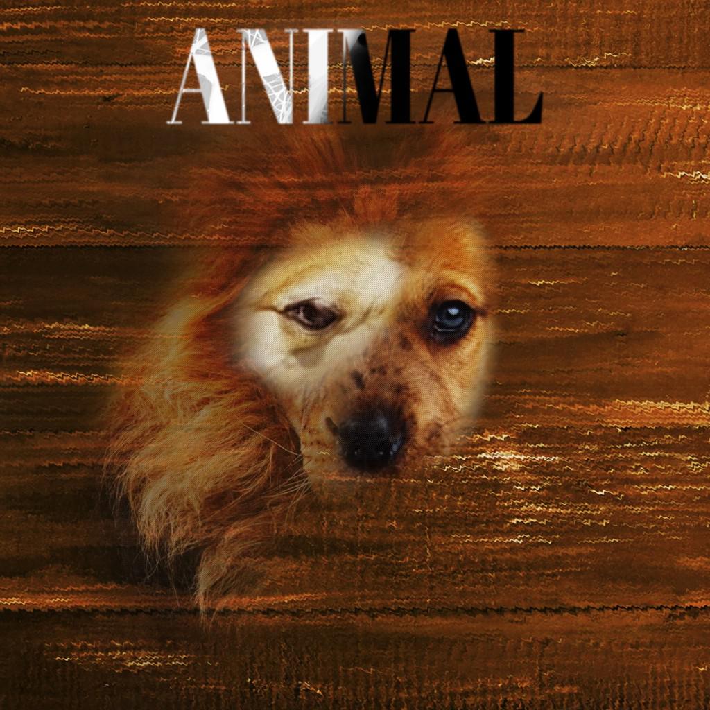 ANIMAL