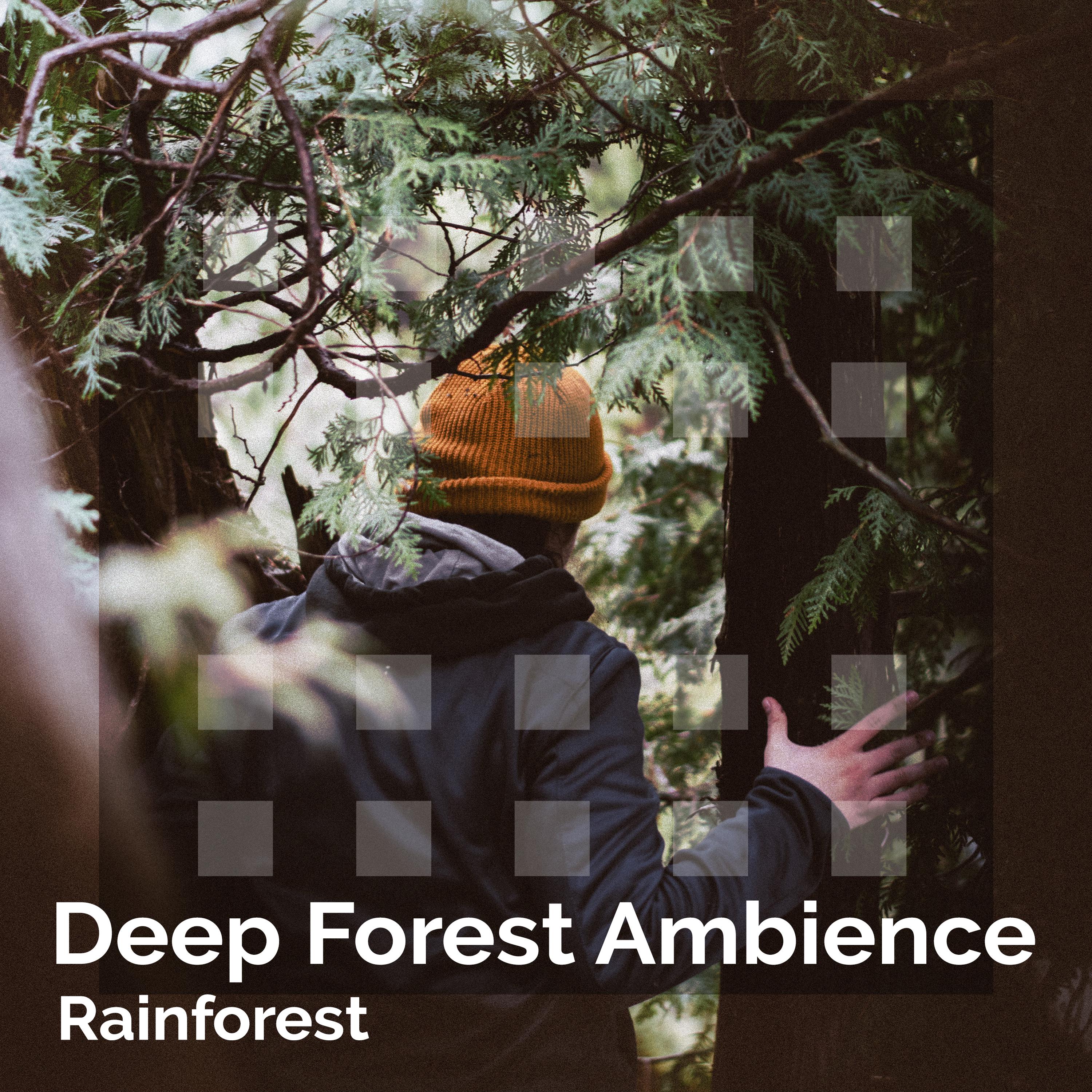 Deep Forest Ambience