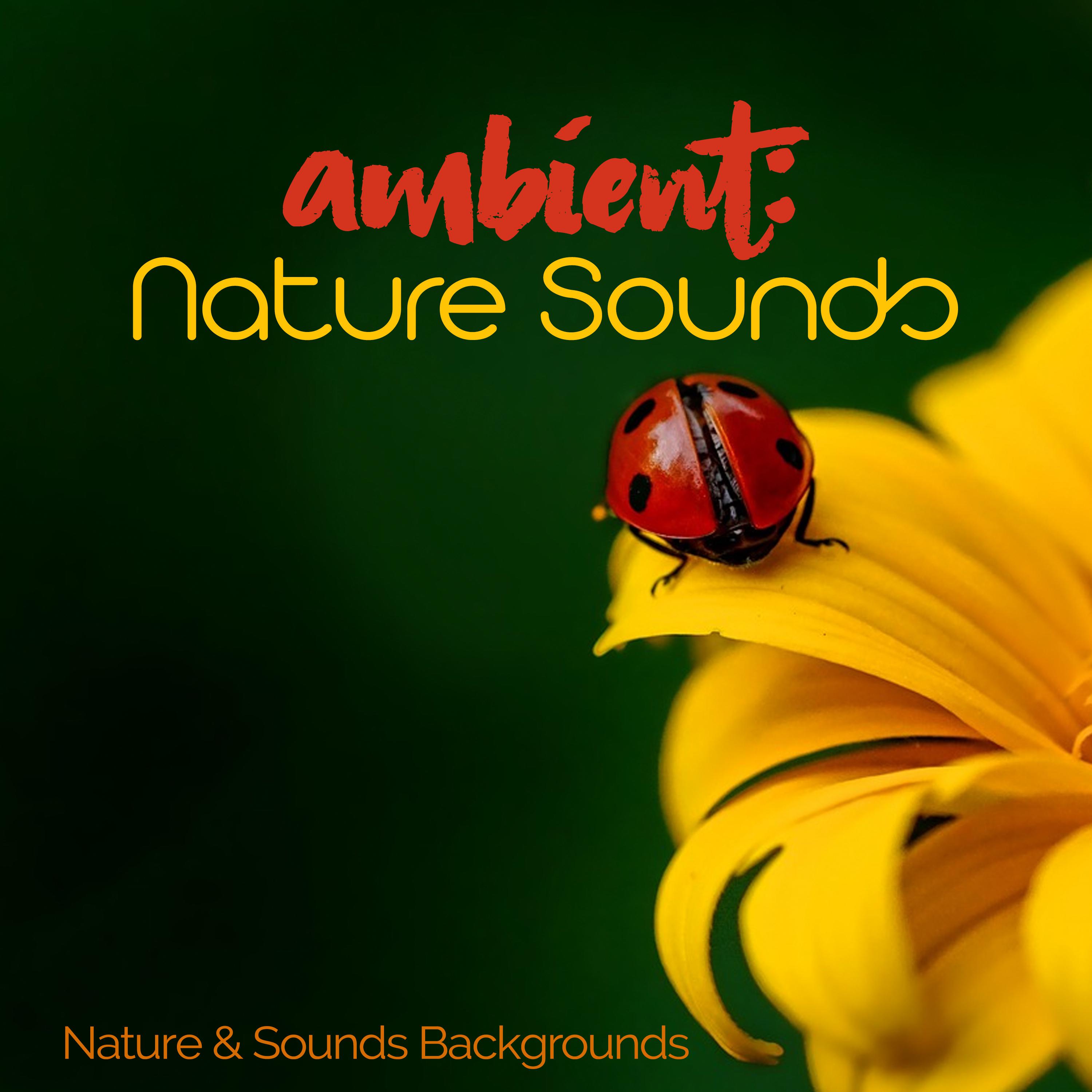 Ambient: Nature Sounds