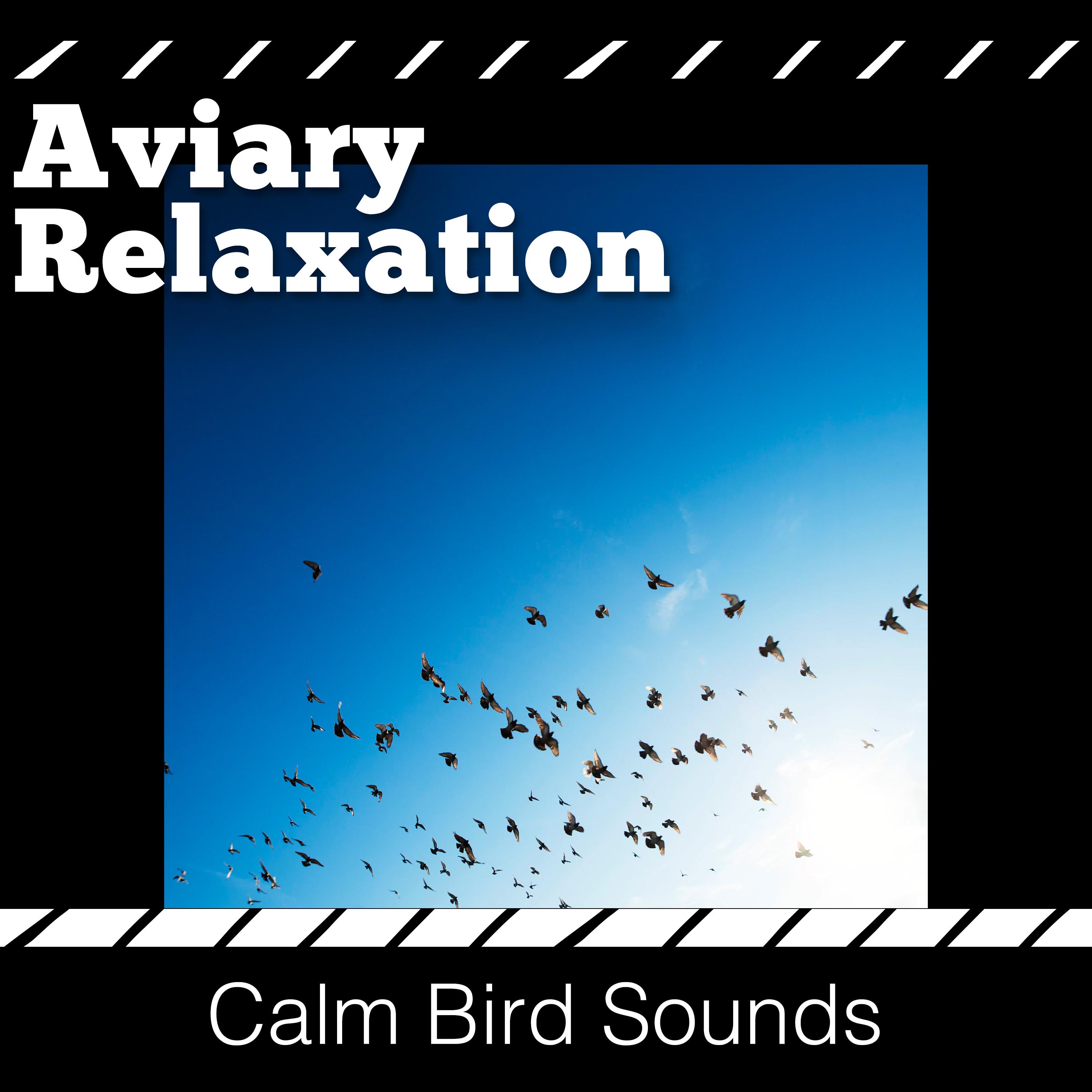 Aviary Relaxation