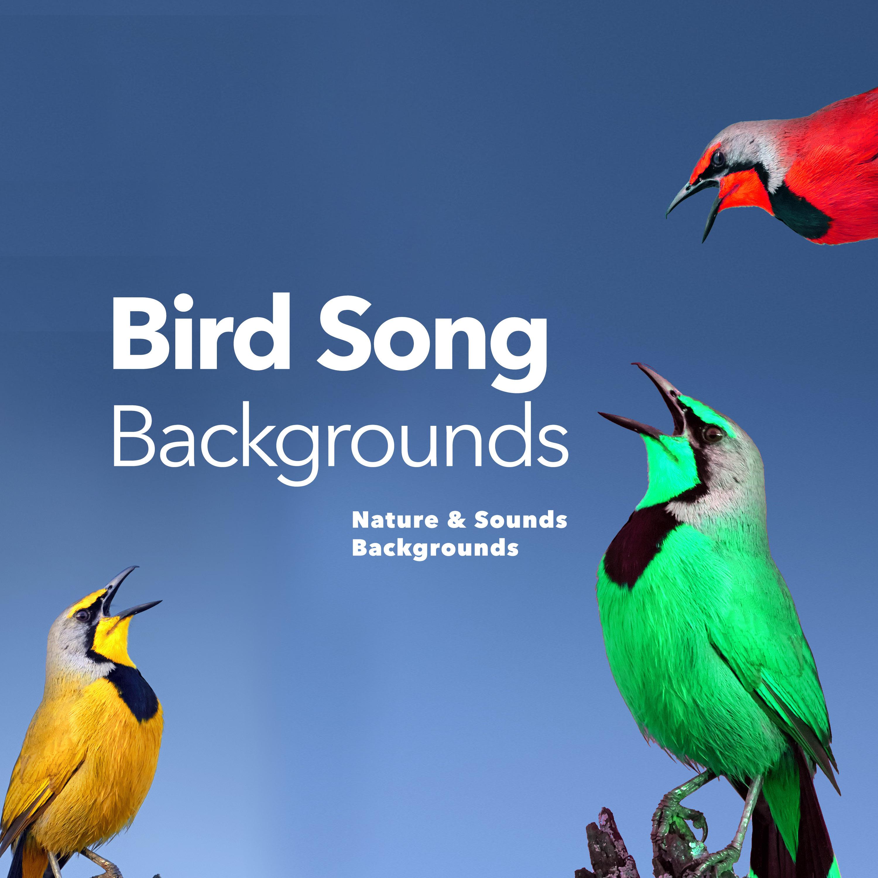 Bird Song Backgrounds