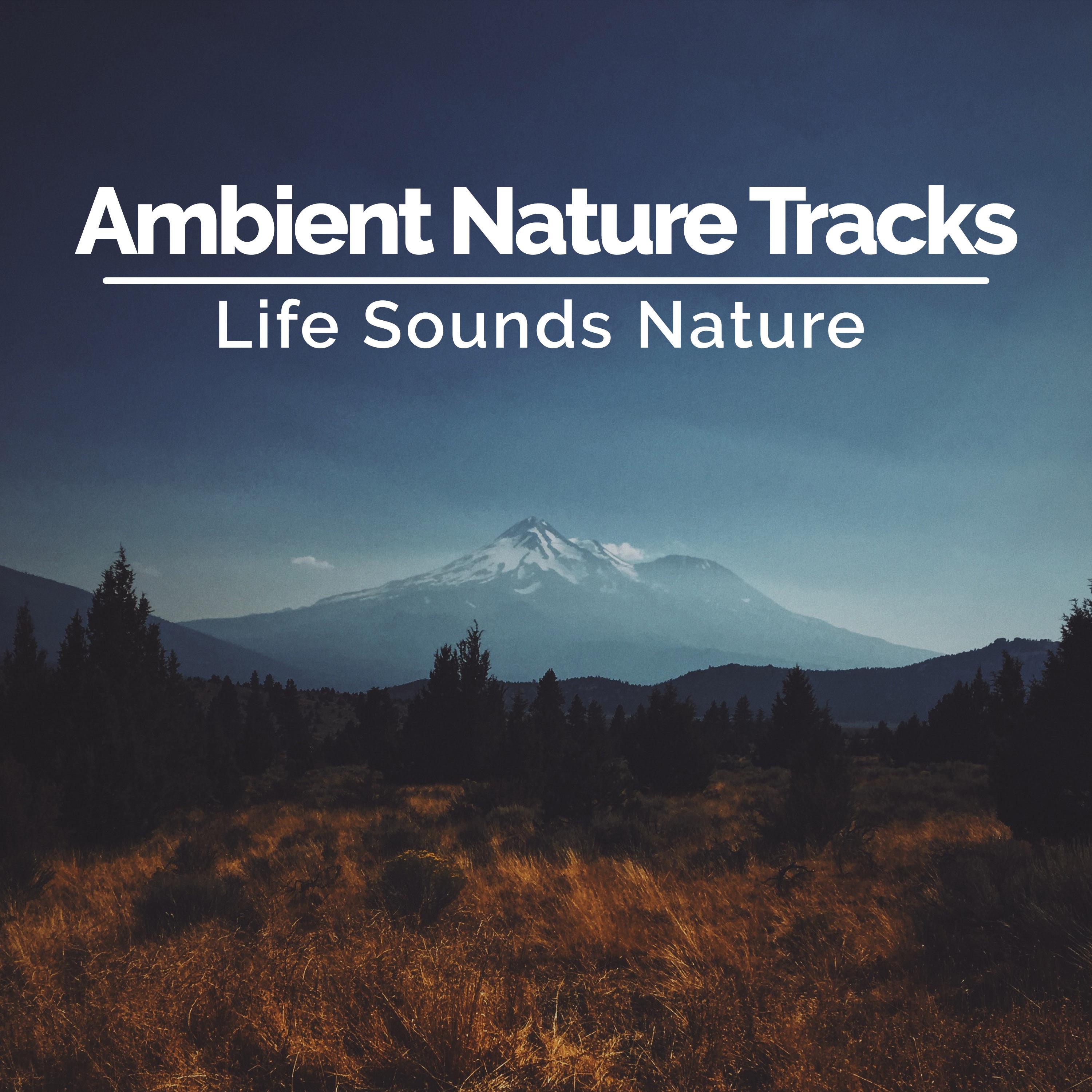 Ambient Nature Tracks