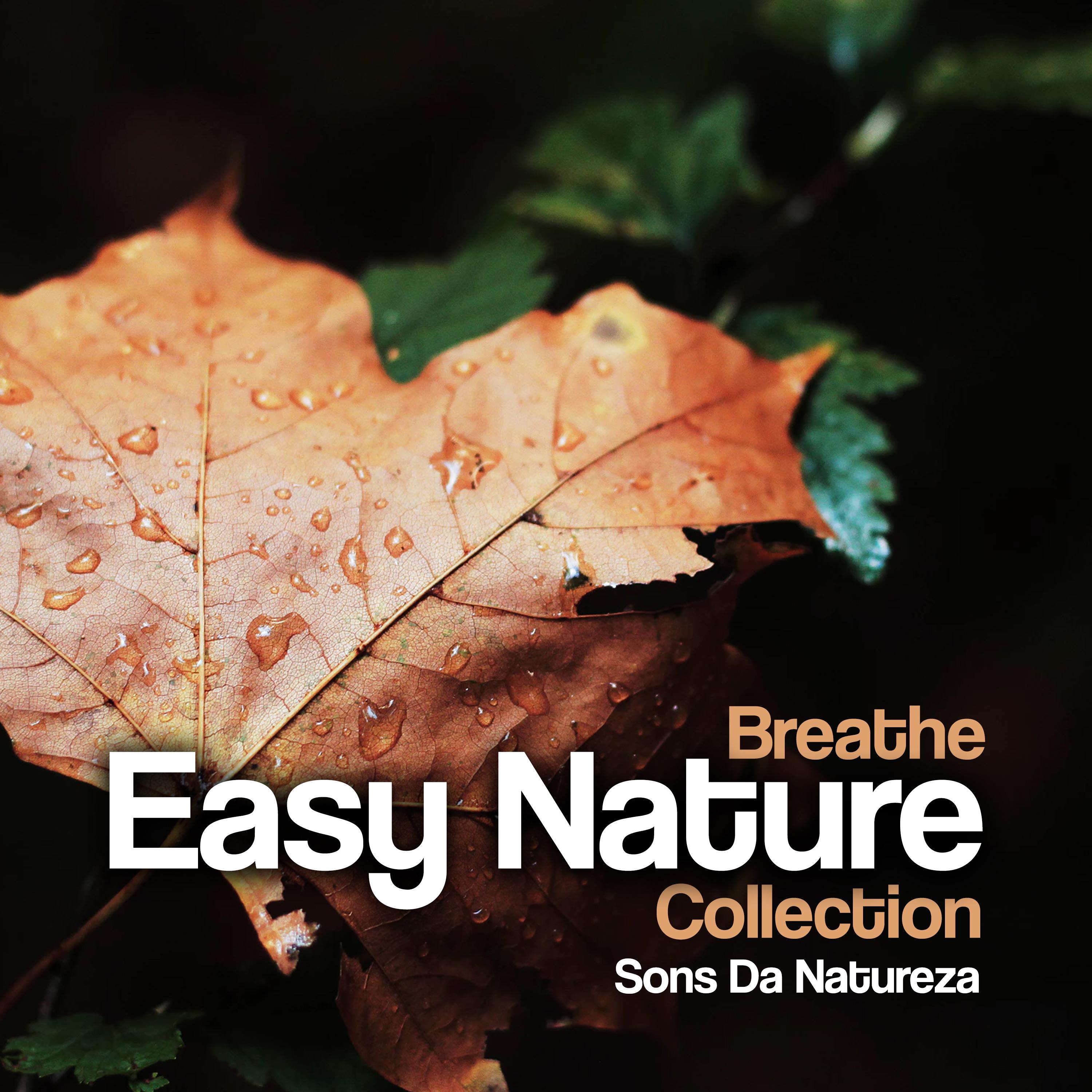 Breathe Easy Nature Collection