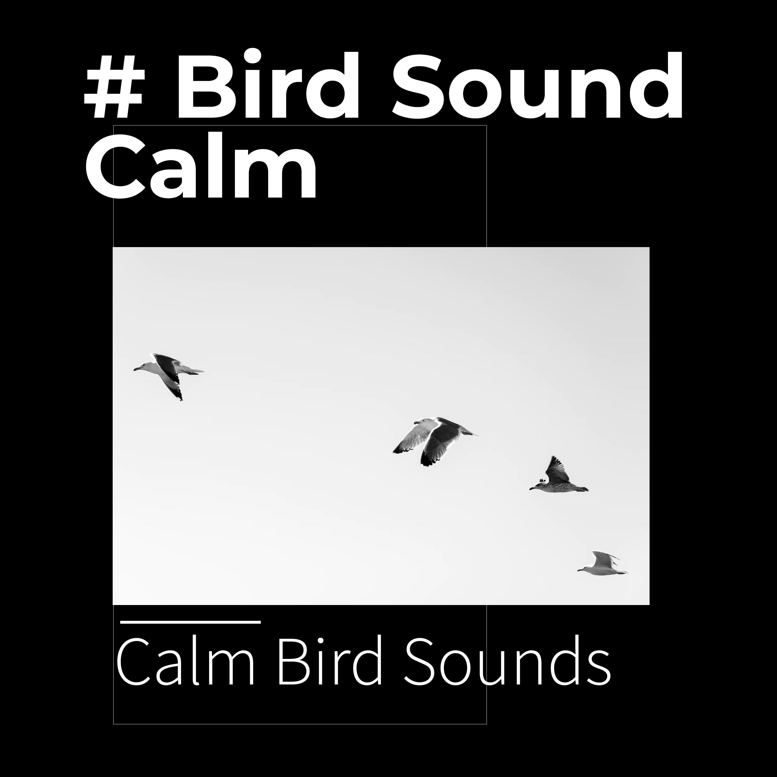 # Bird Sound Calm