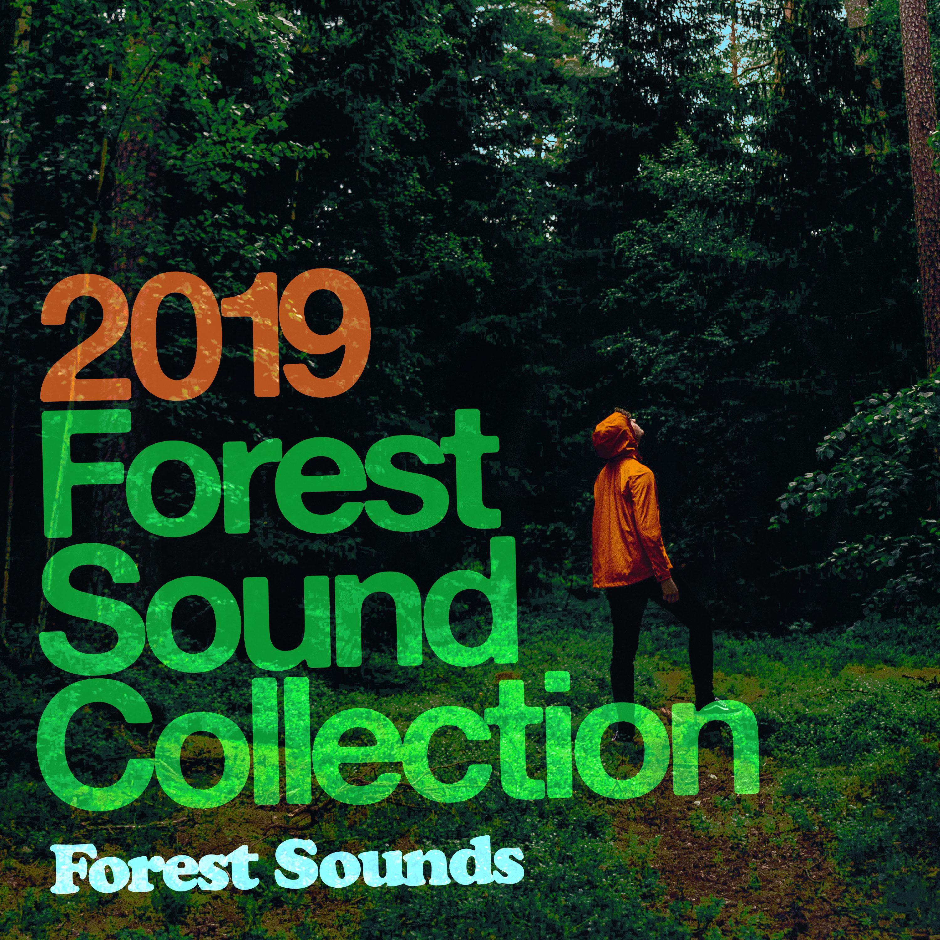 2019 Forest Sound Collection