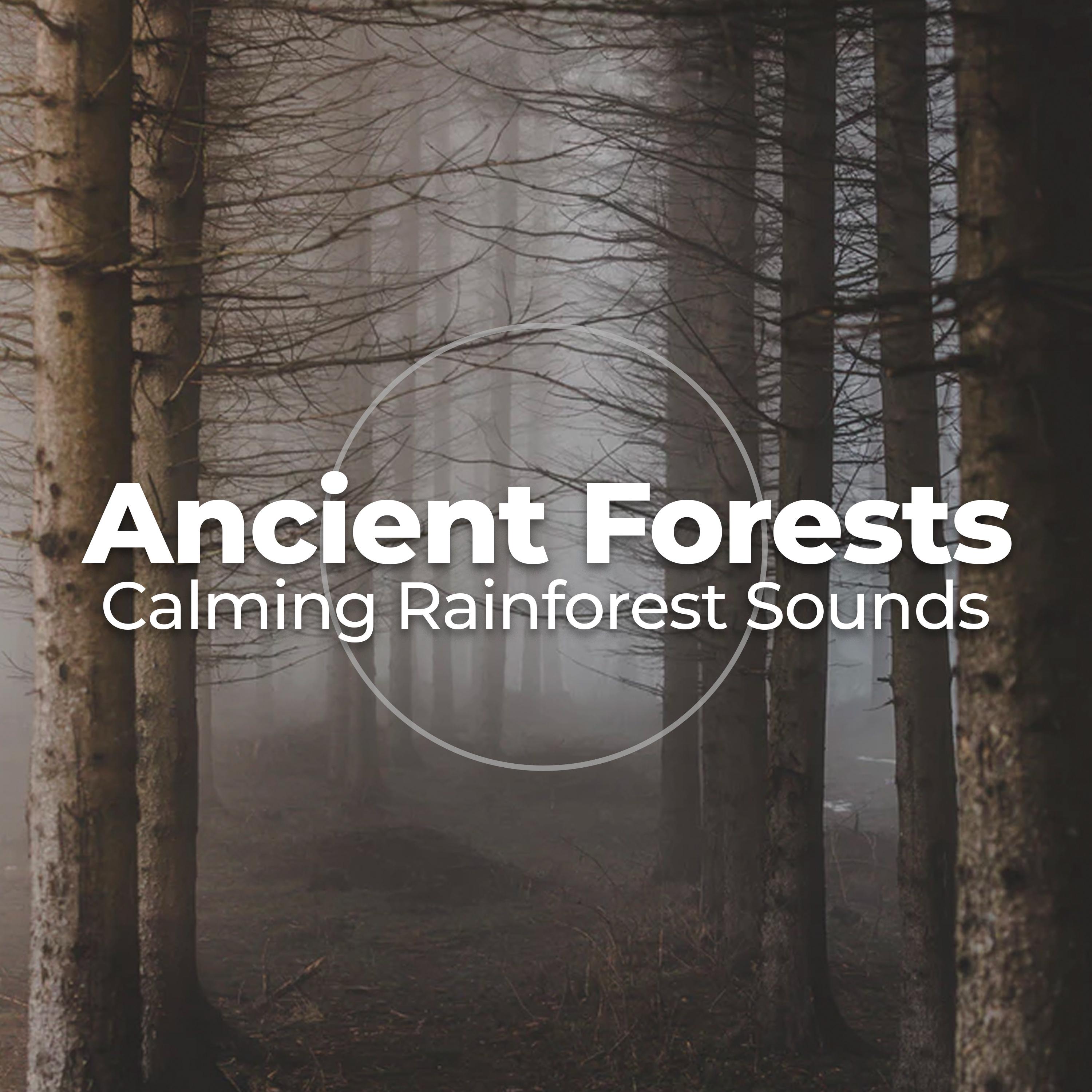 Ancient Forests