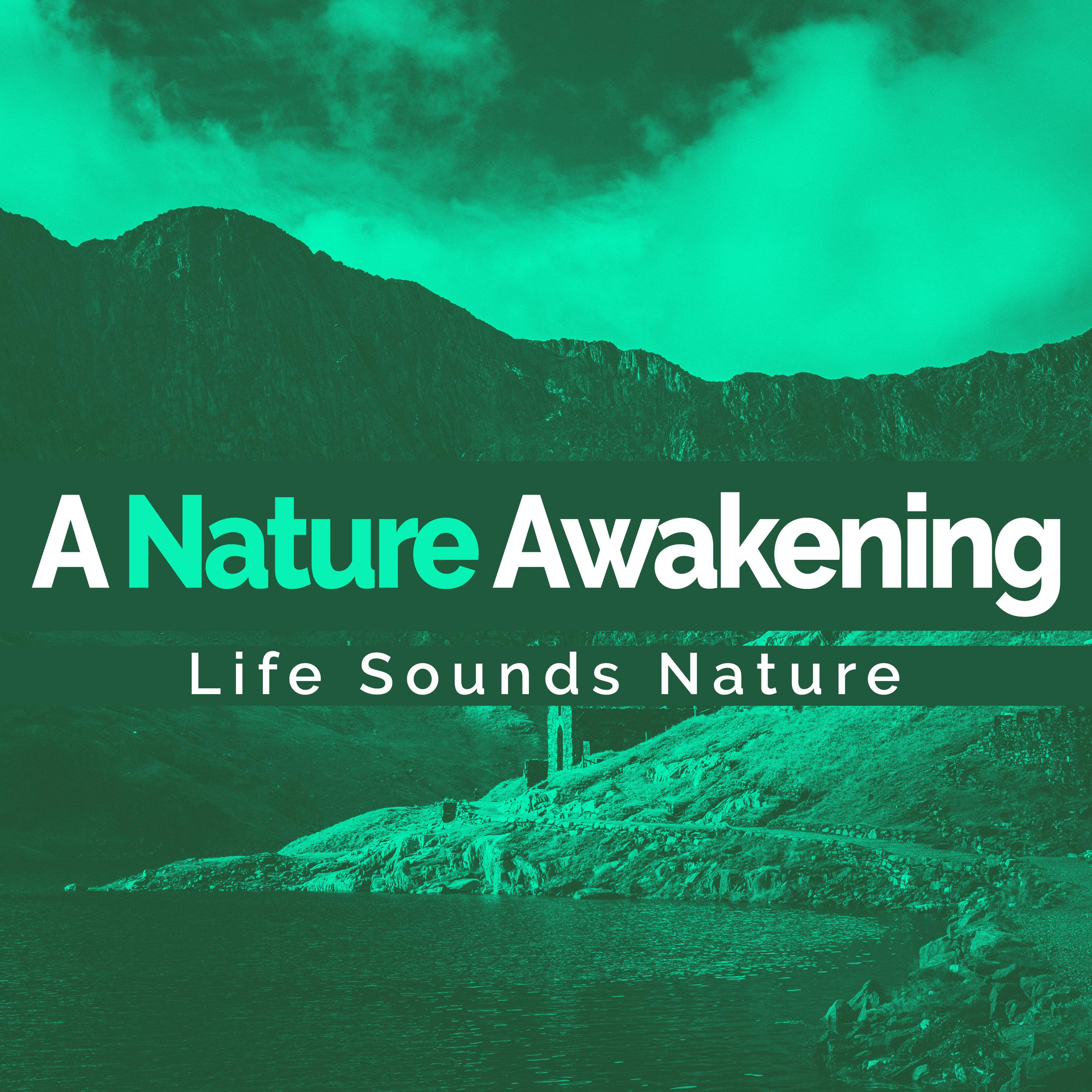 A Nature Awakening