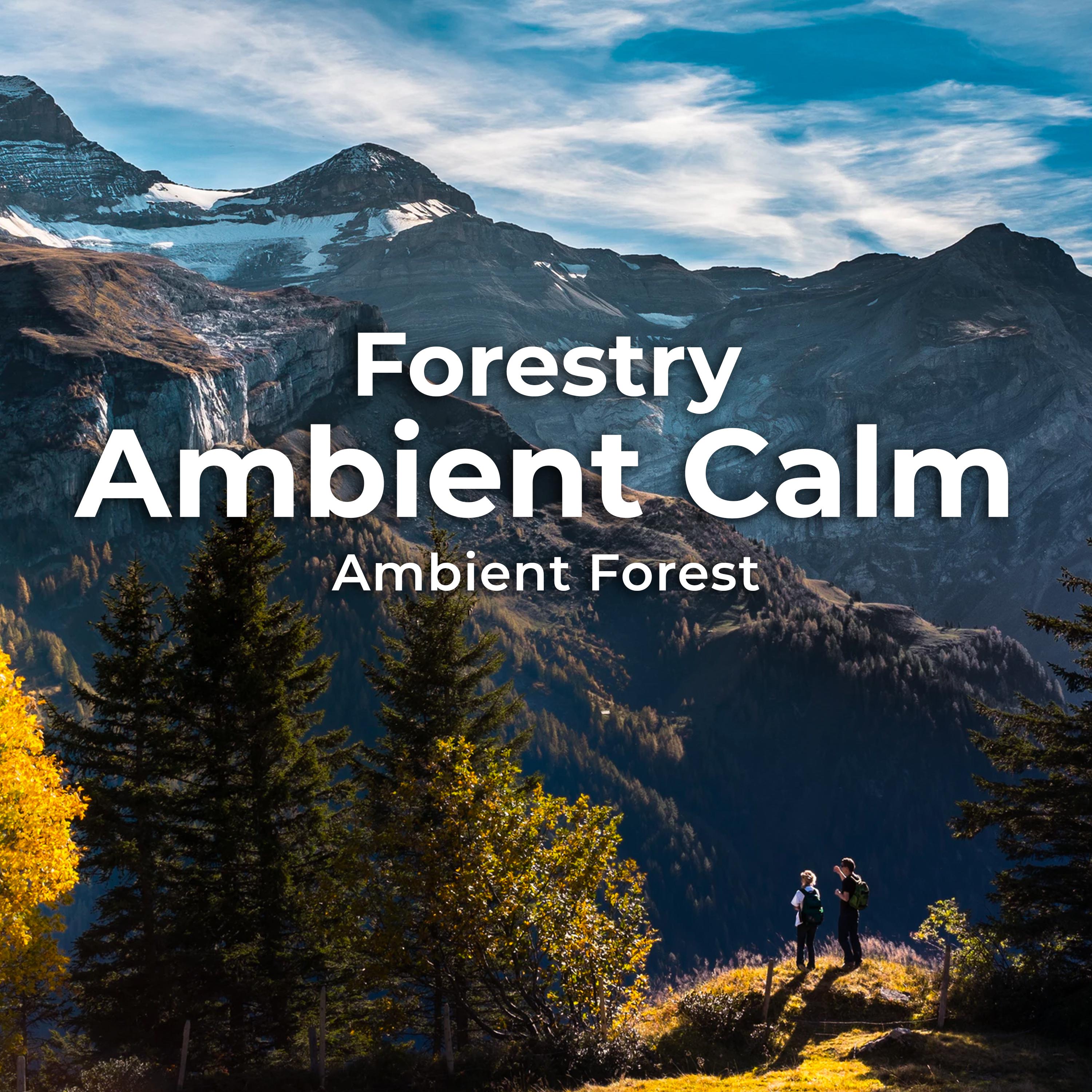 Forestry Ambient Calm
