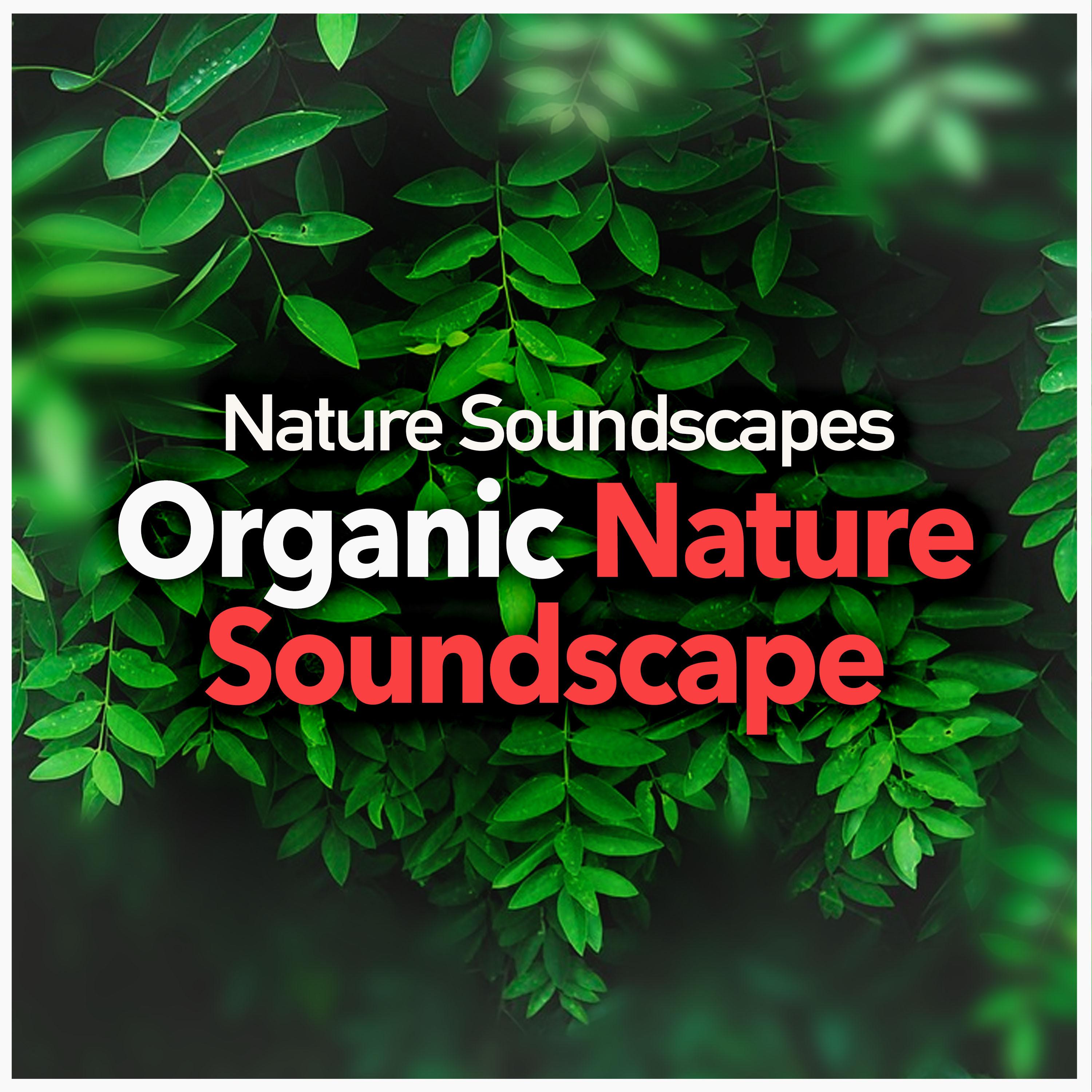 Organic Nature Soundscape