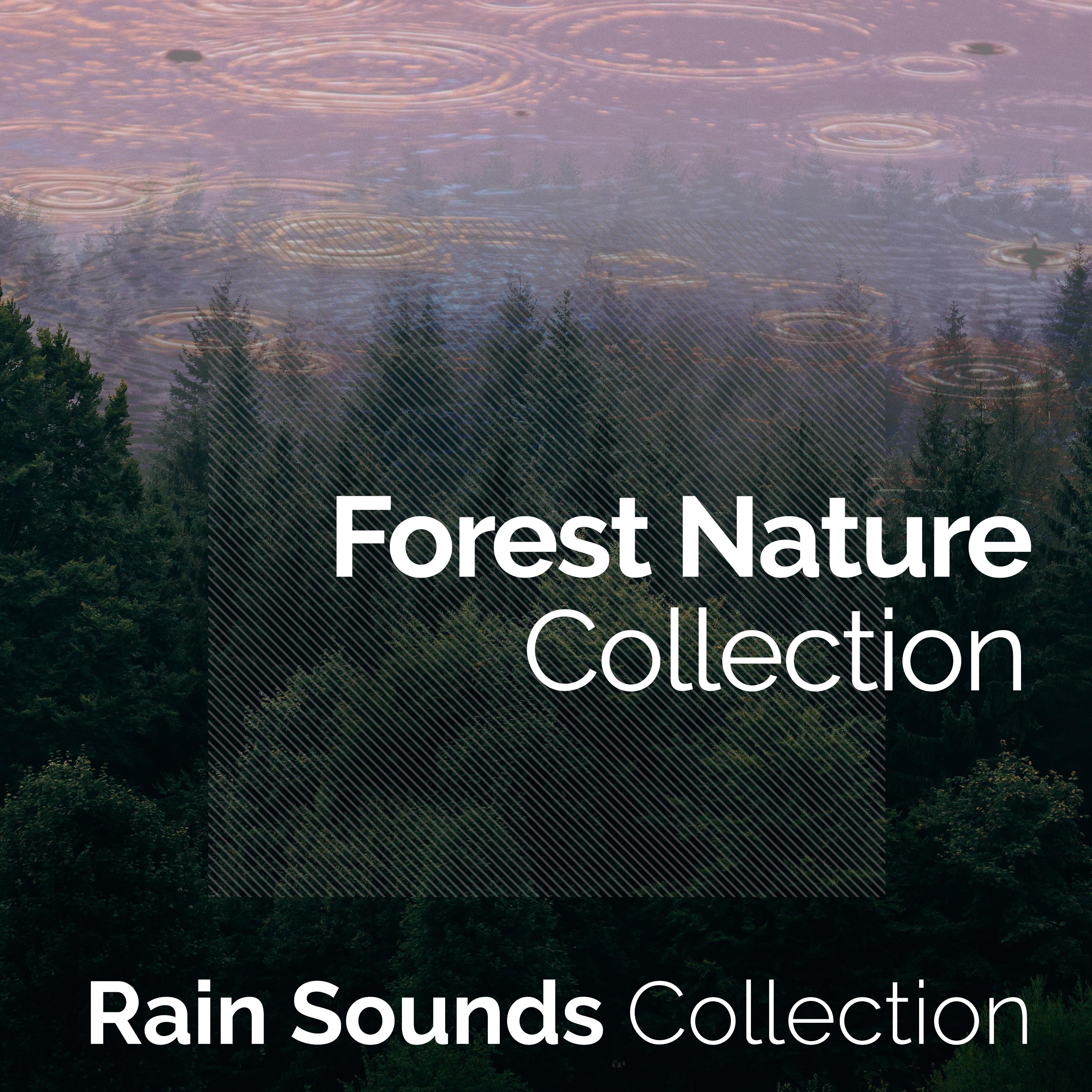 Forest Nature Collection