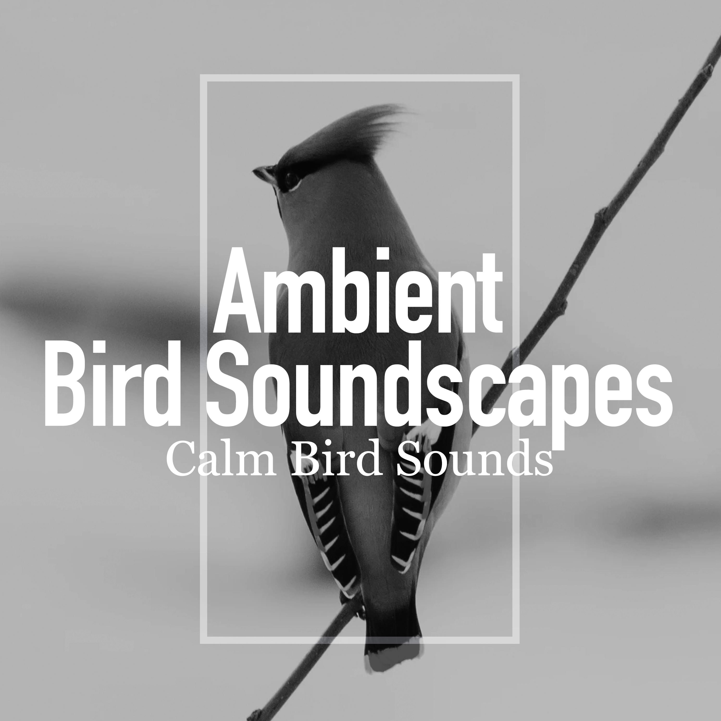 Ambient Bird Soundscapes