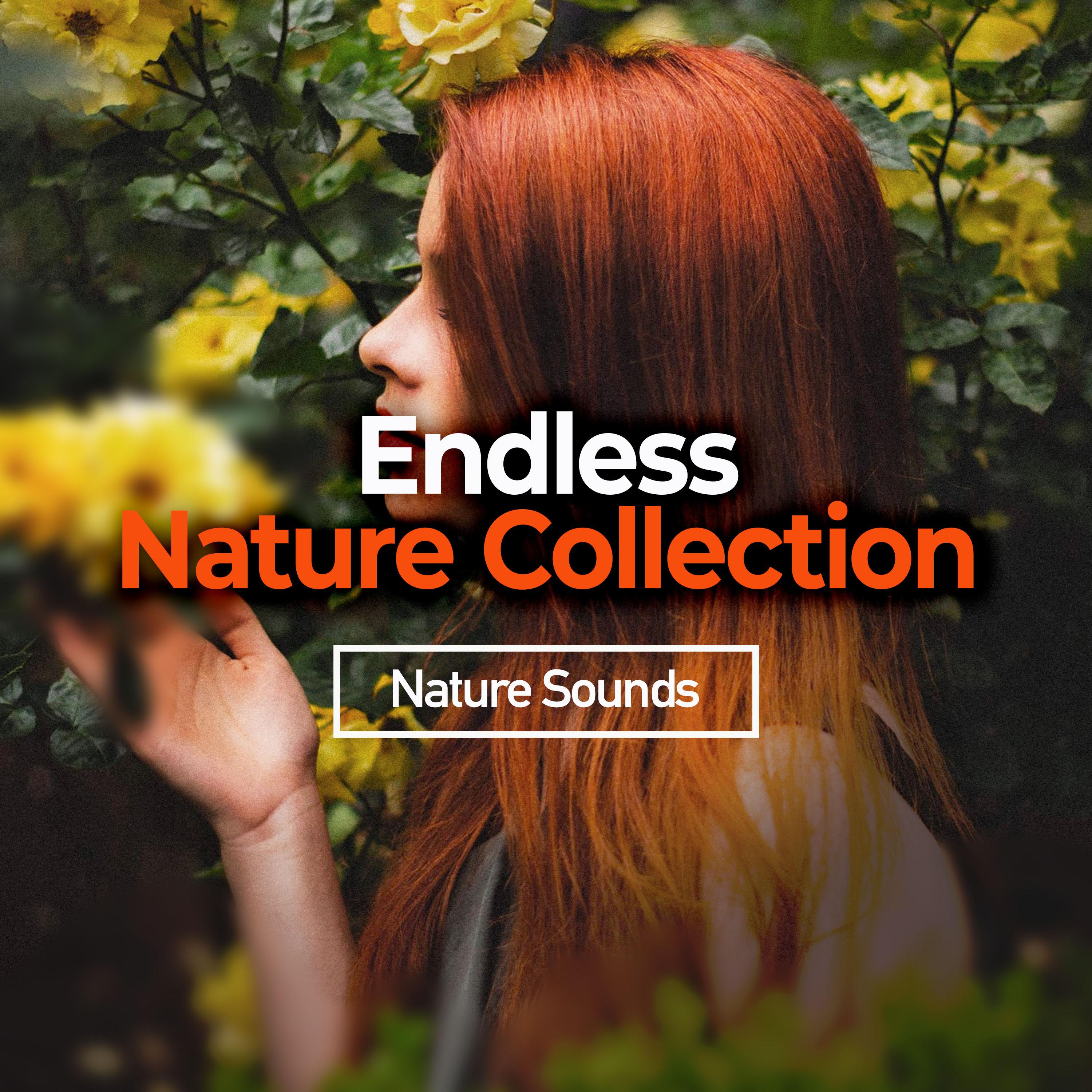 Endless Nature Collection