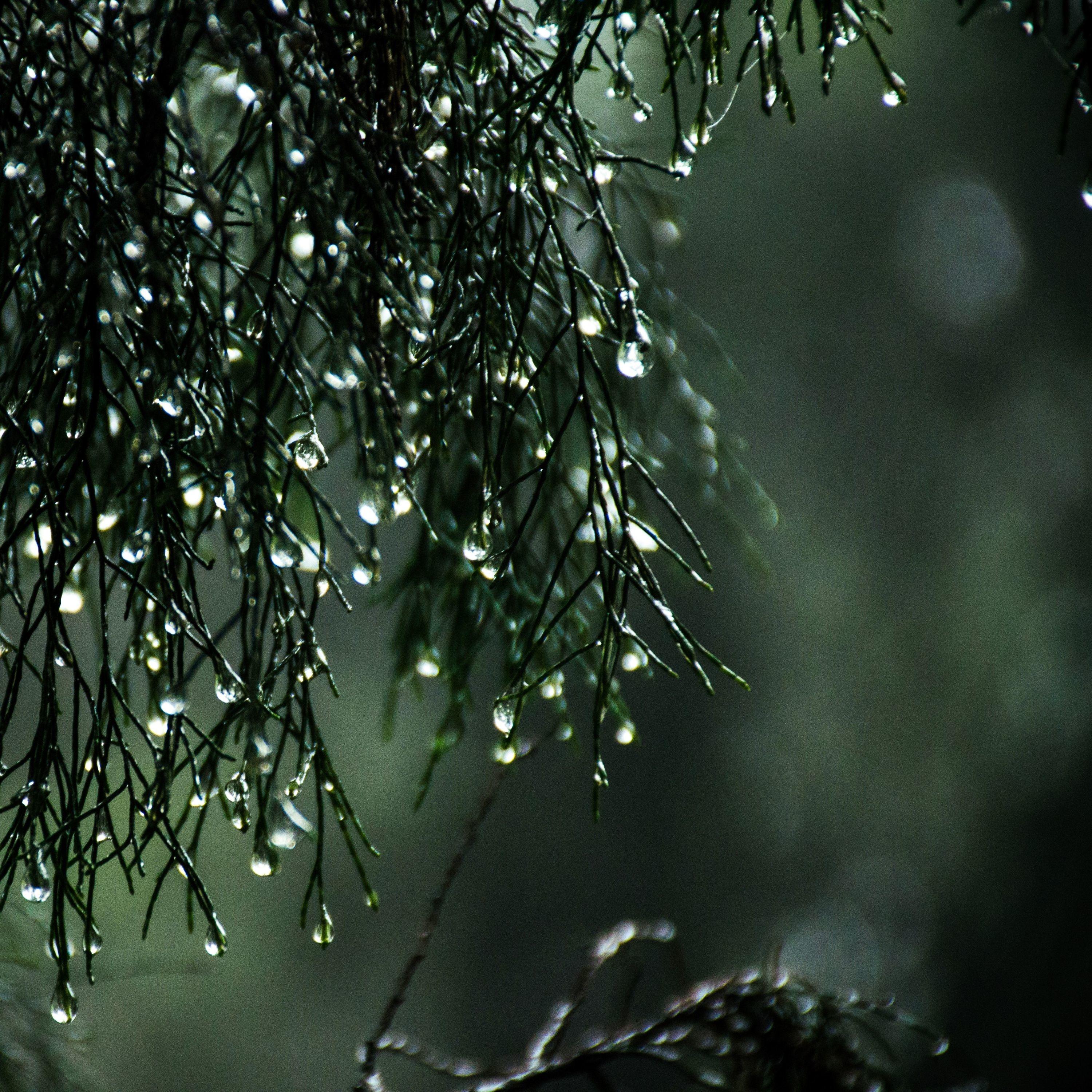 Gutter Rains