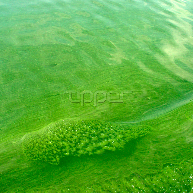 Algae Bloom In Seven