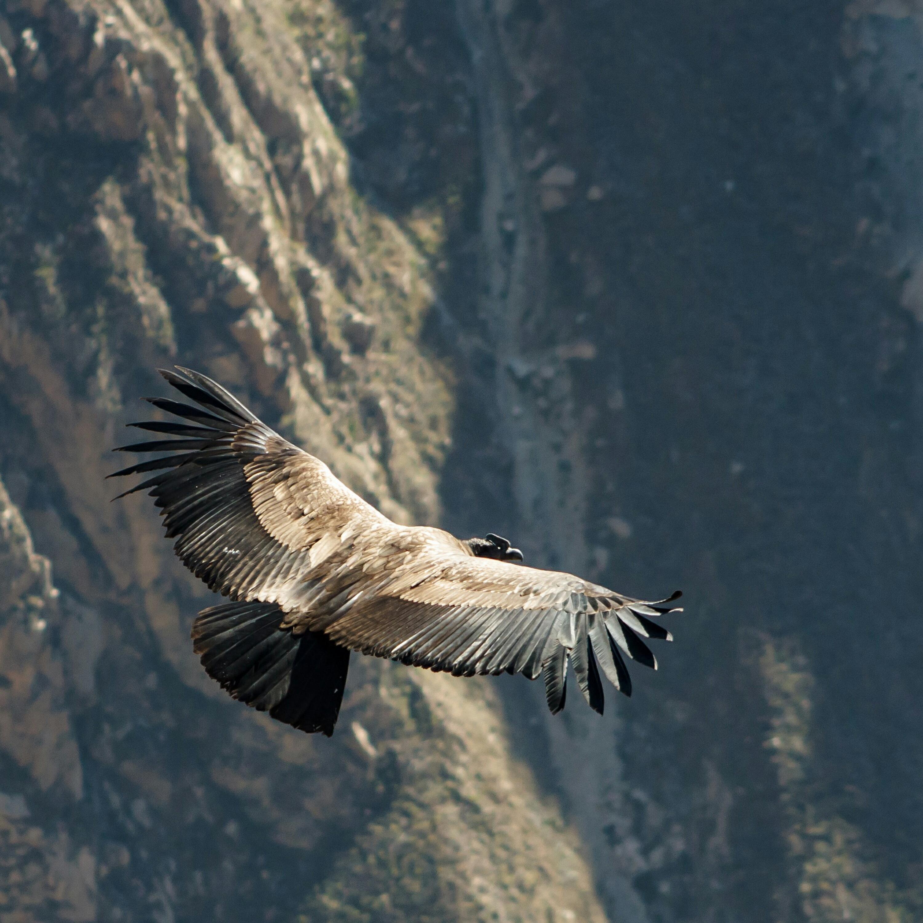 High Flyer
