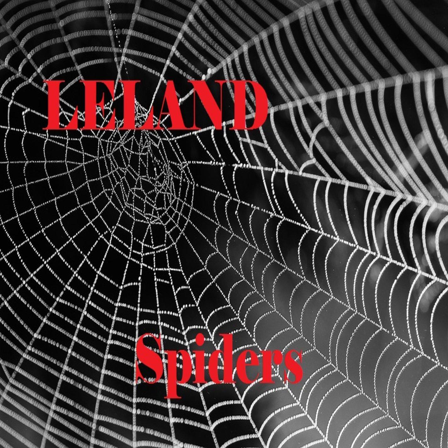 Spiders