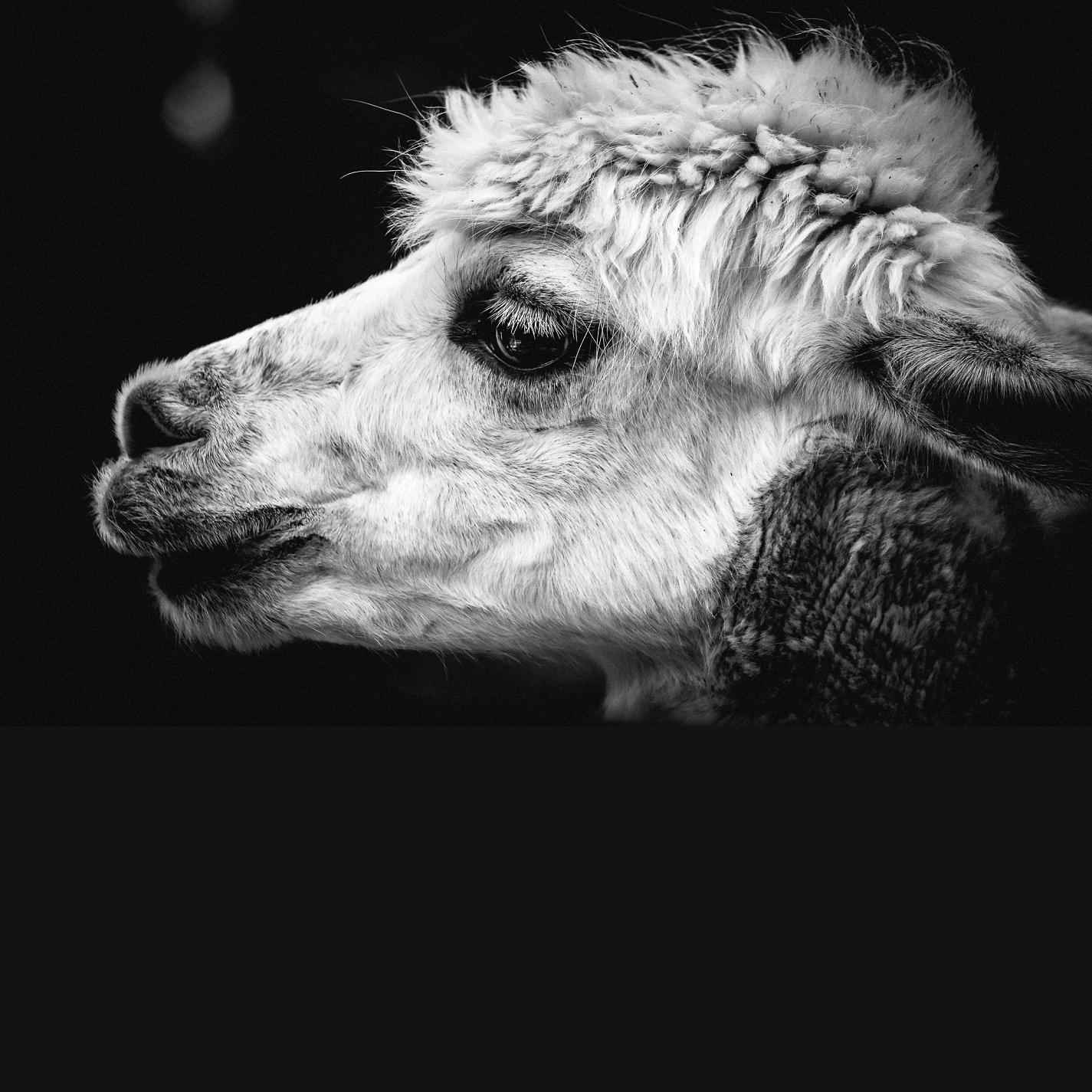The Alpaca EP