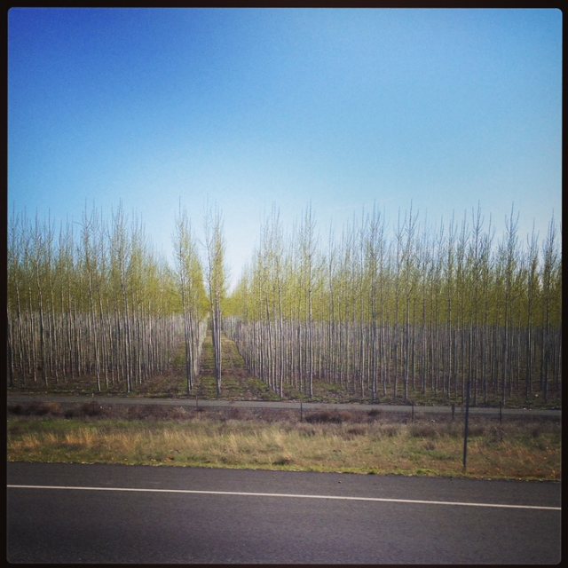 Spring/Sanguine Veins