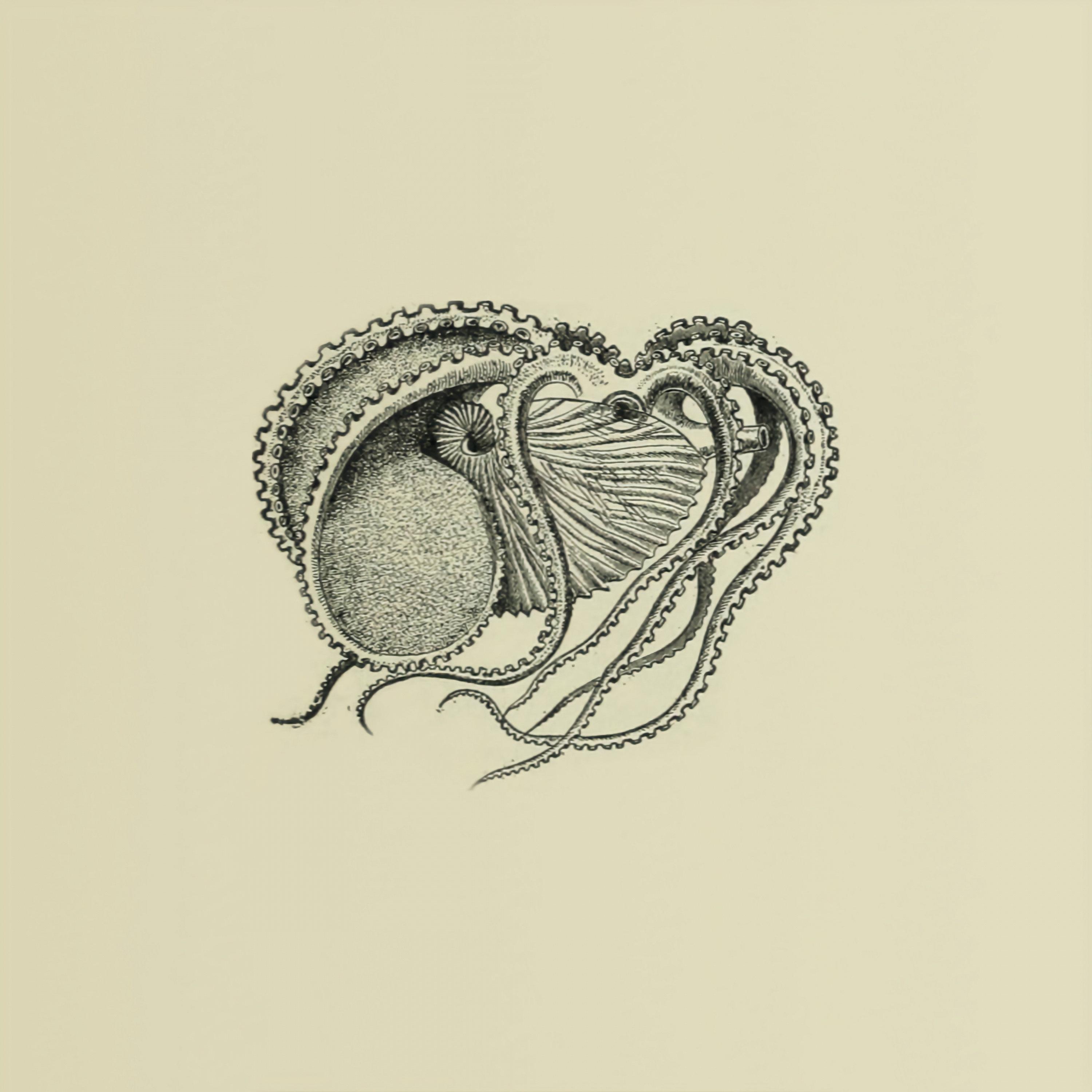 Vampyromorphida