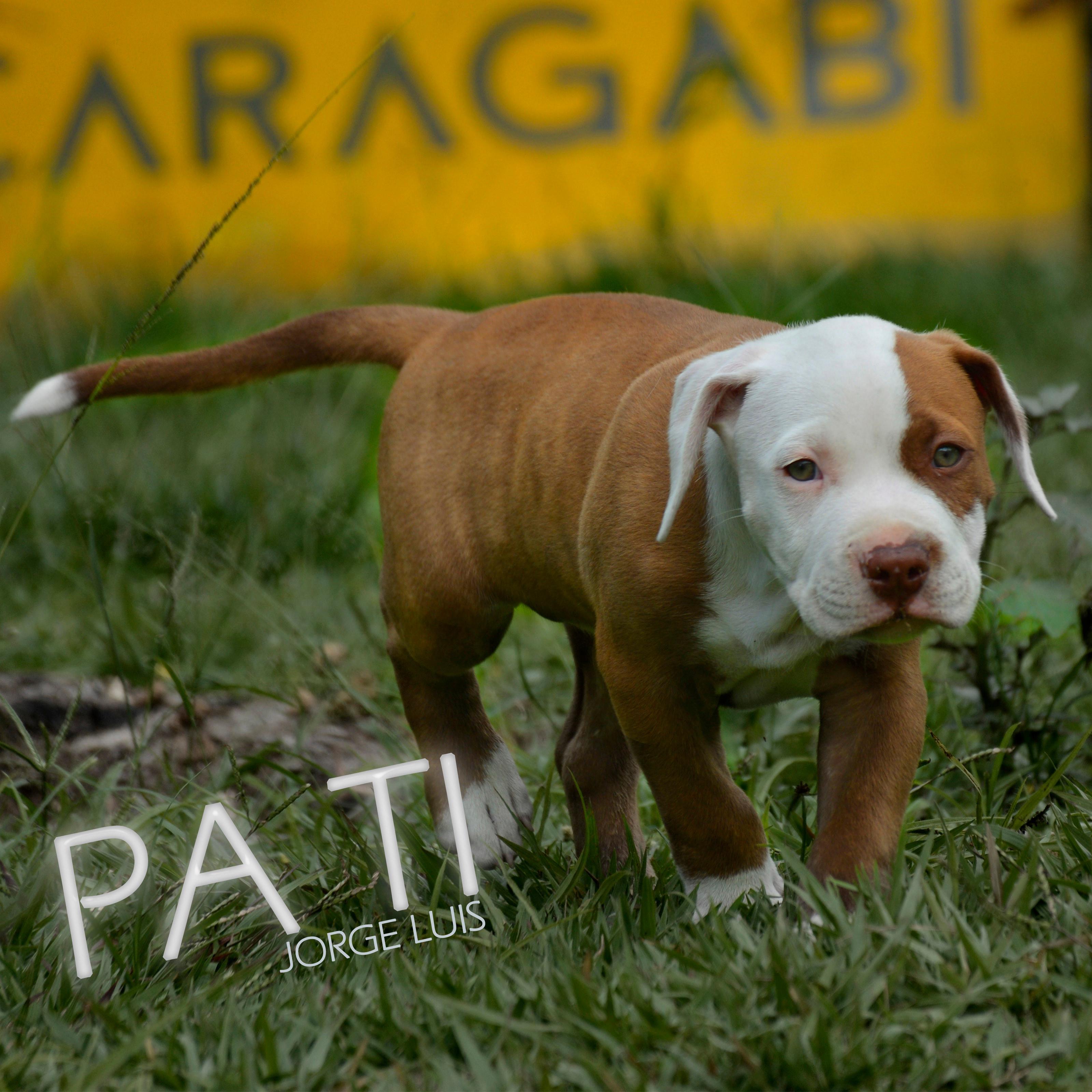 Pa Ti