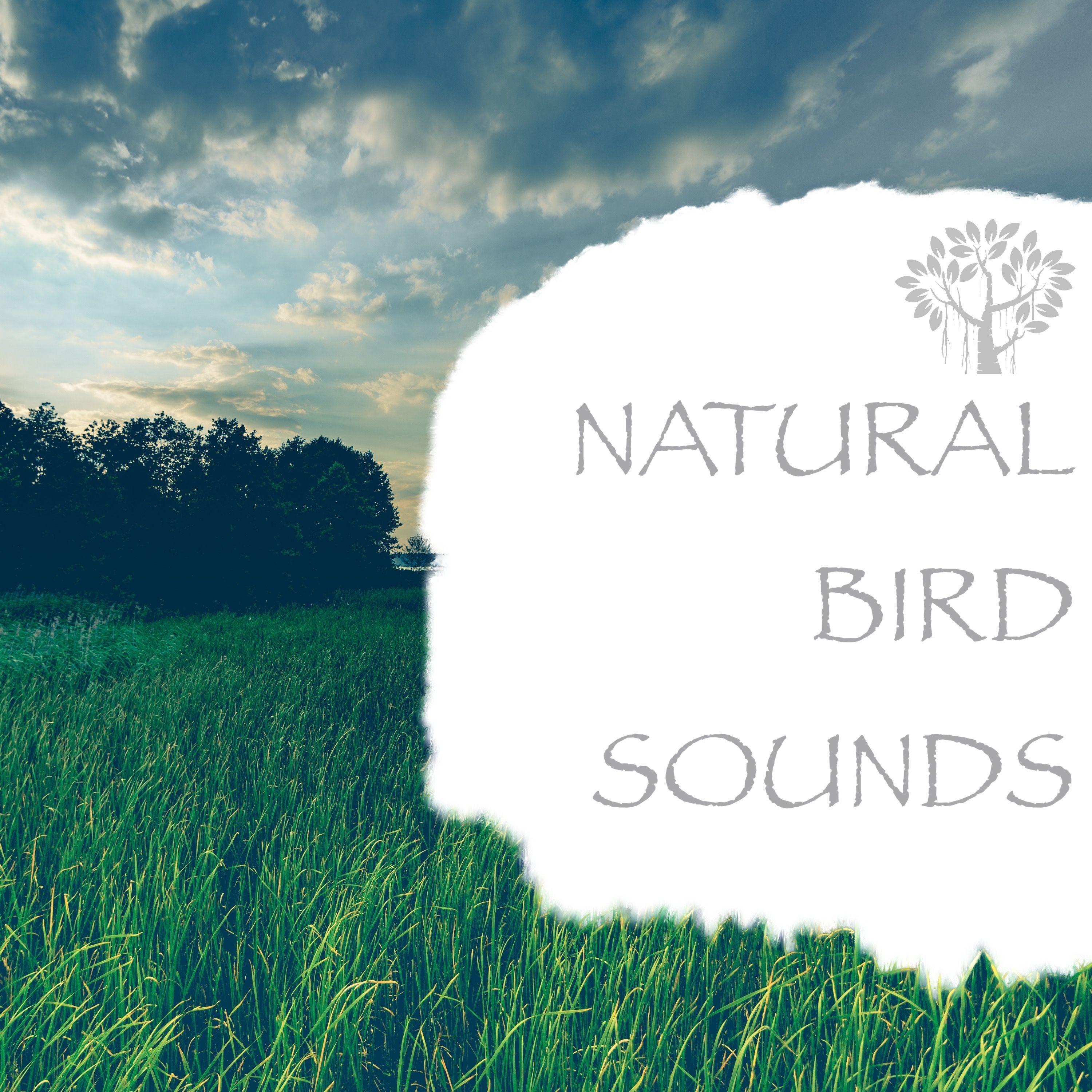 Nature Sounds - Atmosphere