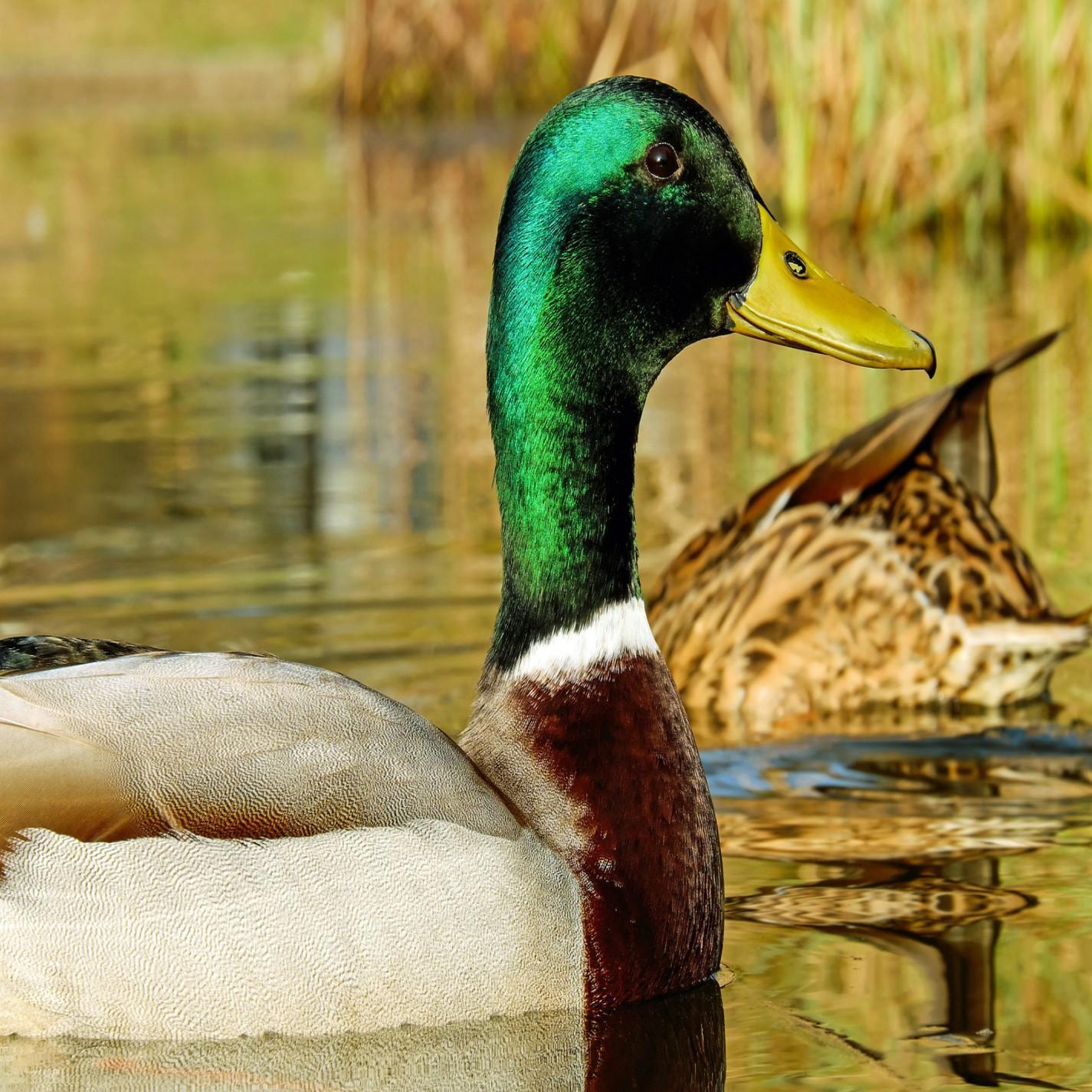 Pimp Duck