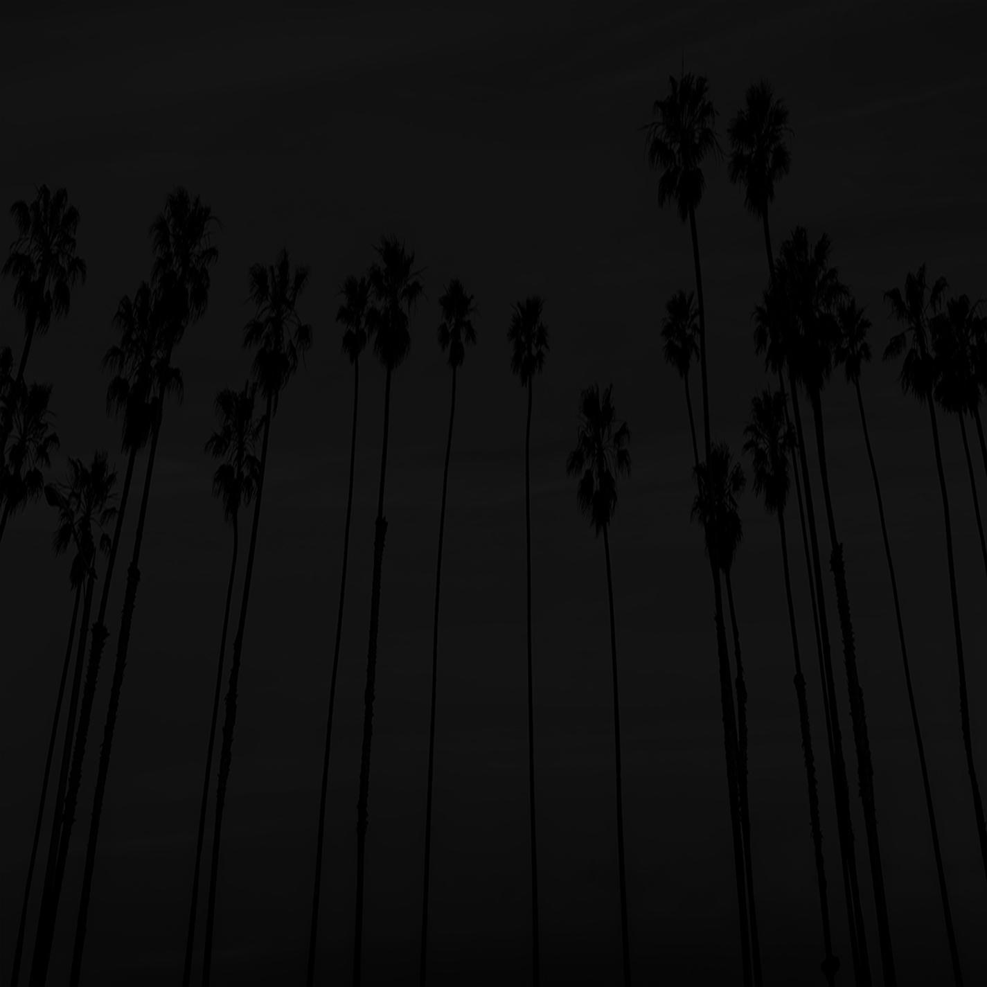 Palm Trees