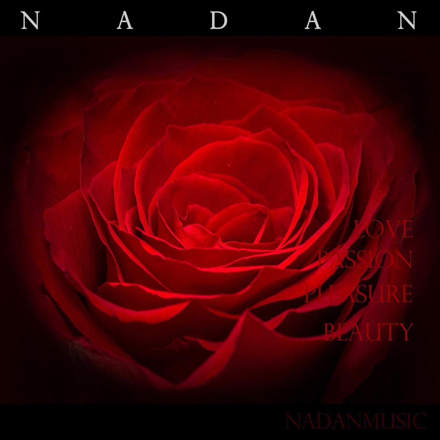 A Rose Flower