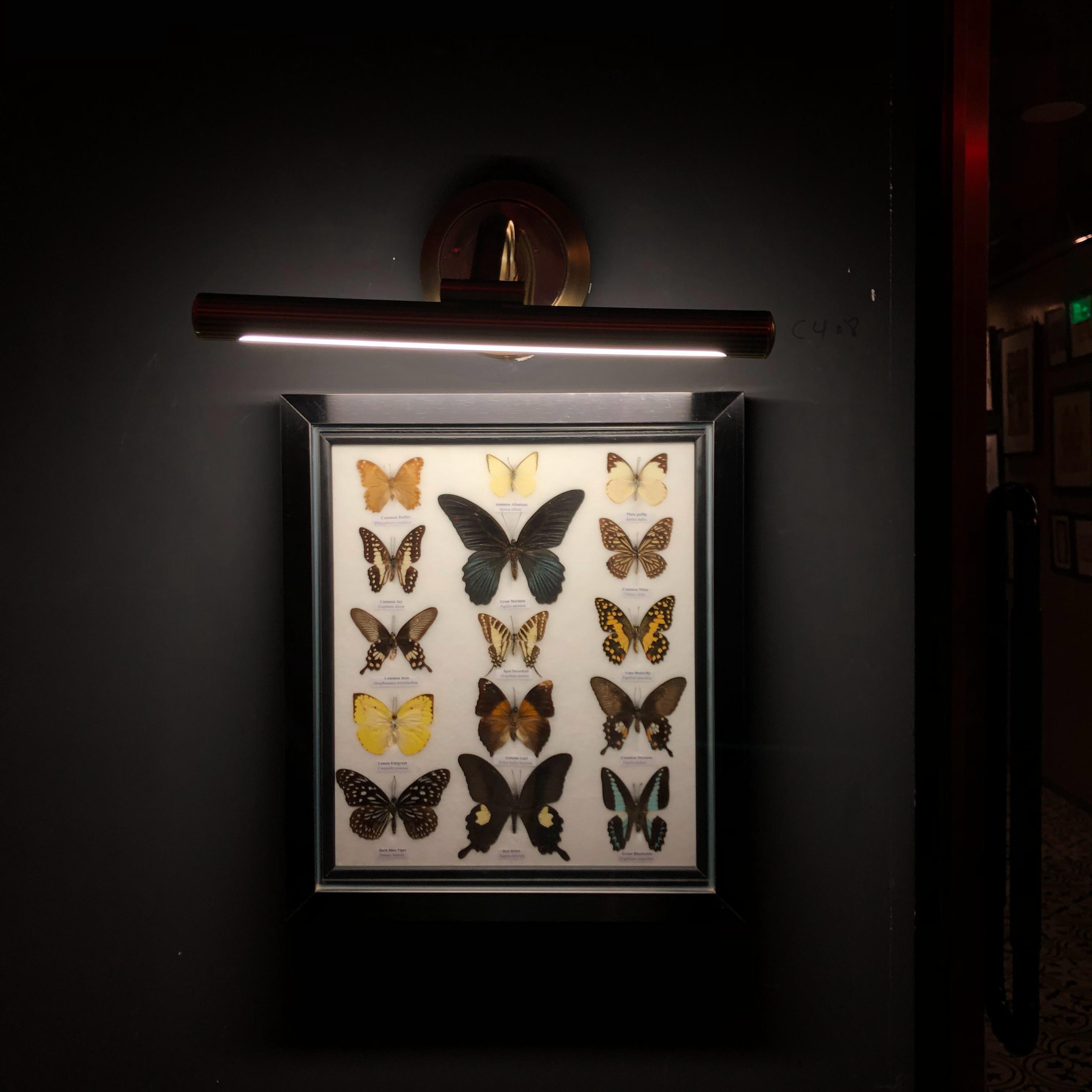 BUTTERFLY