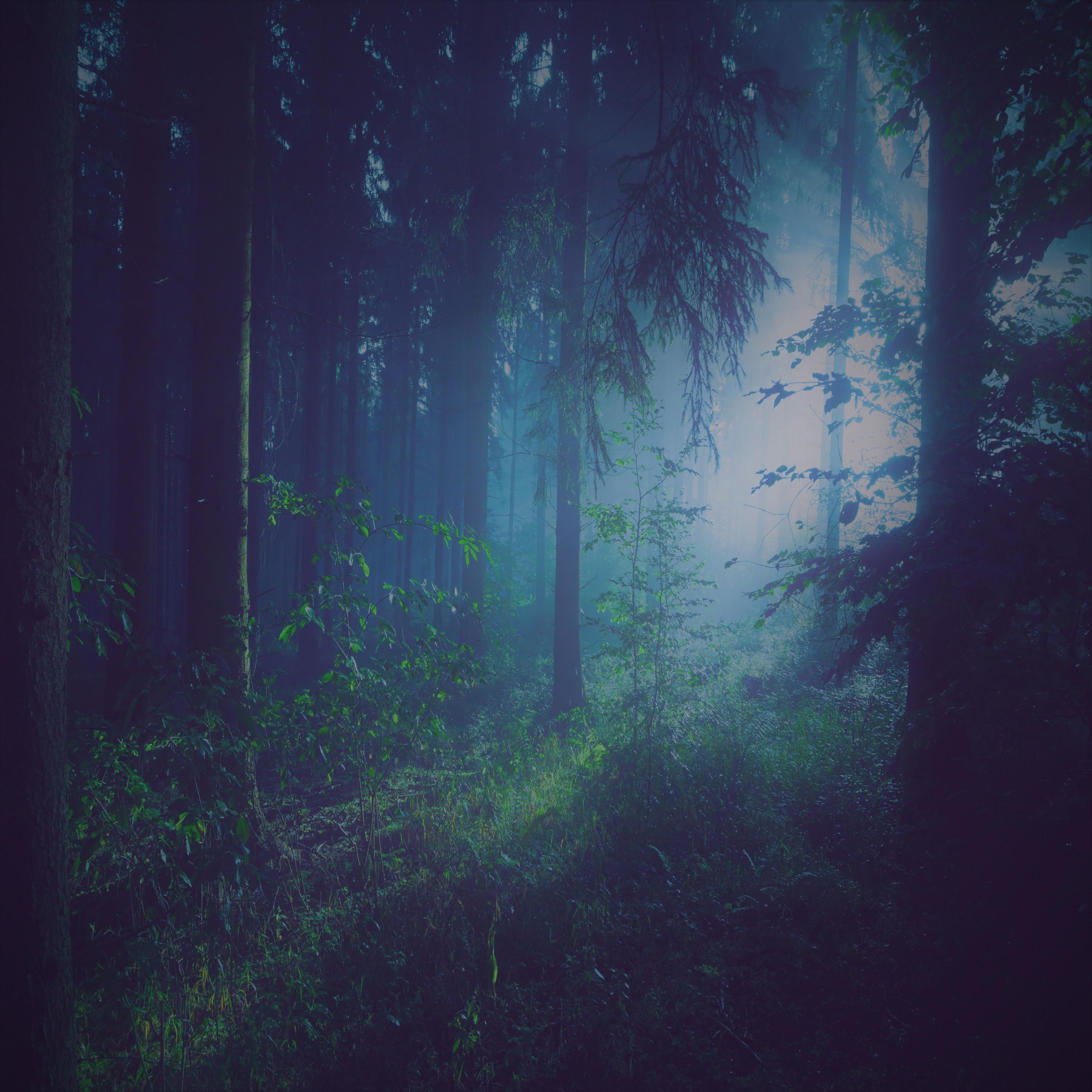 Magical Forest