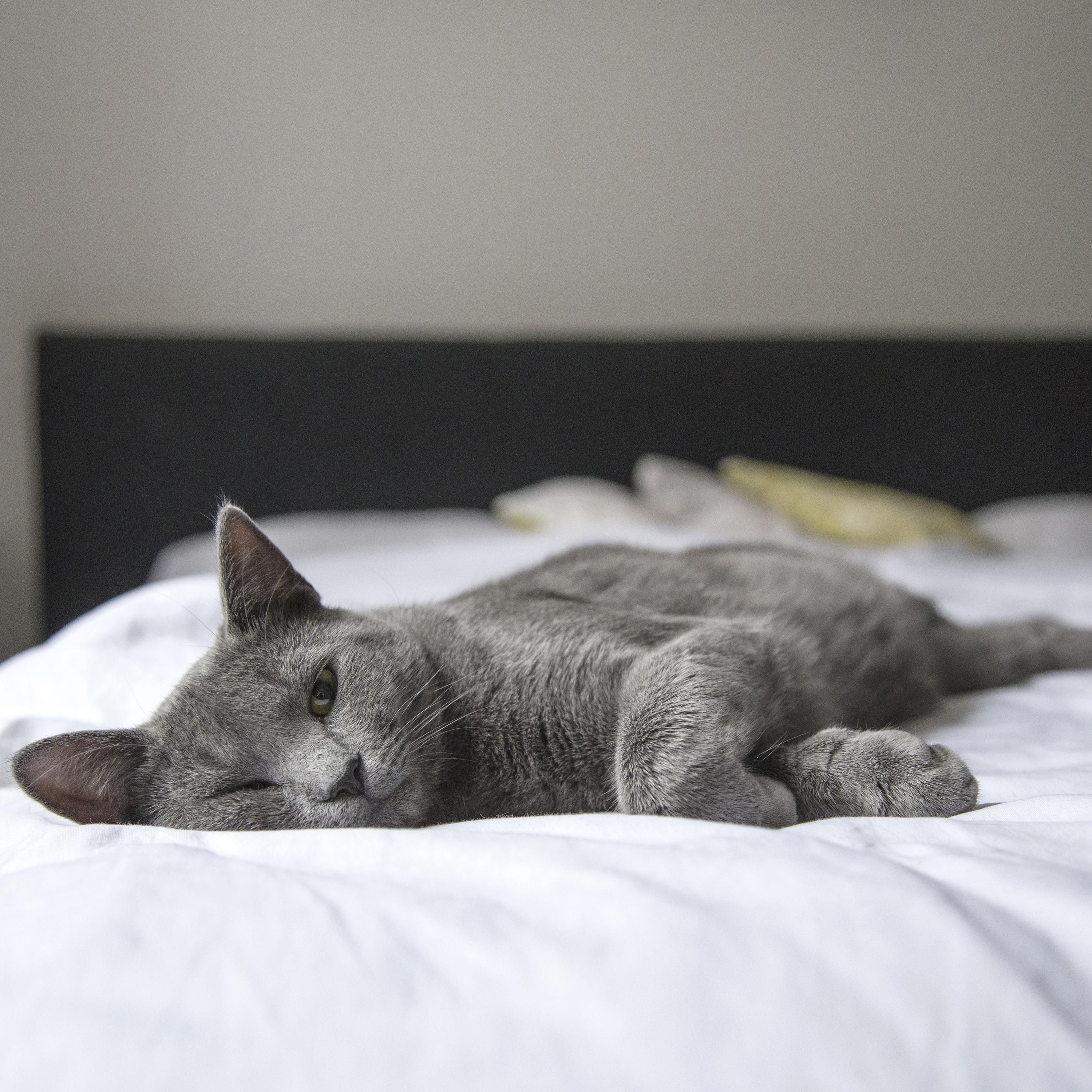 Loopable Soothing Sounds for Relaxation
