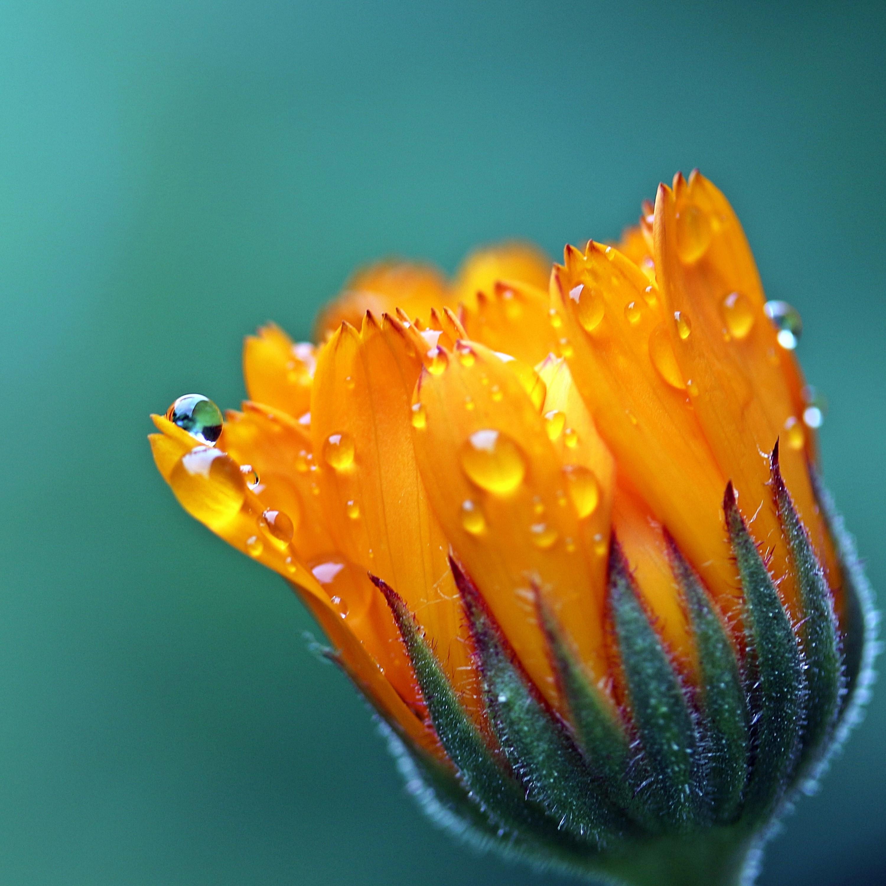 Rain Drop Splash