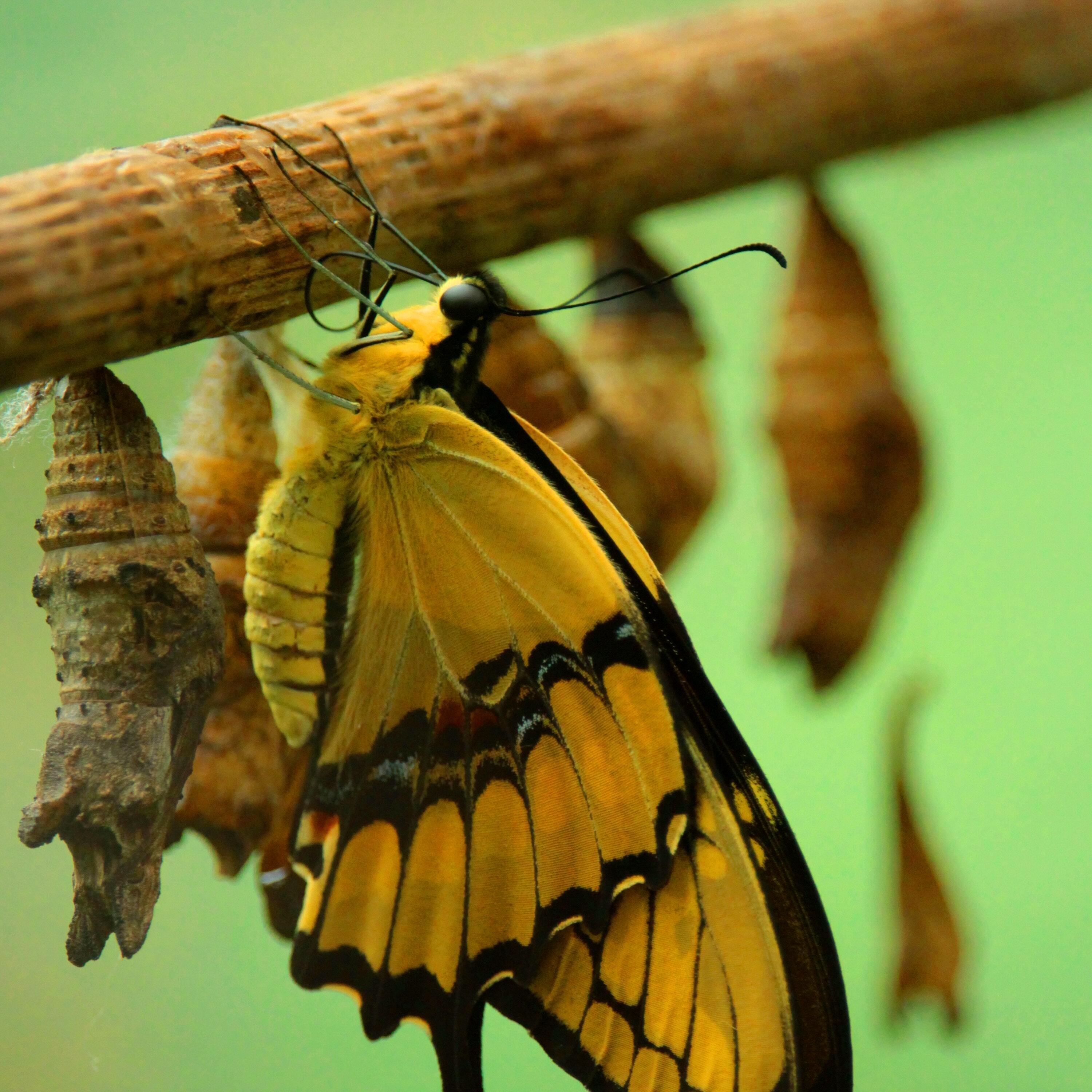 Fly