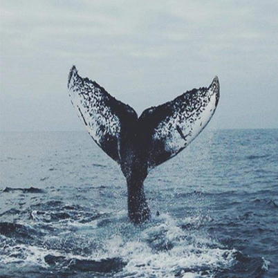 Whale Fall