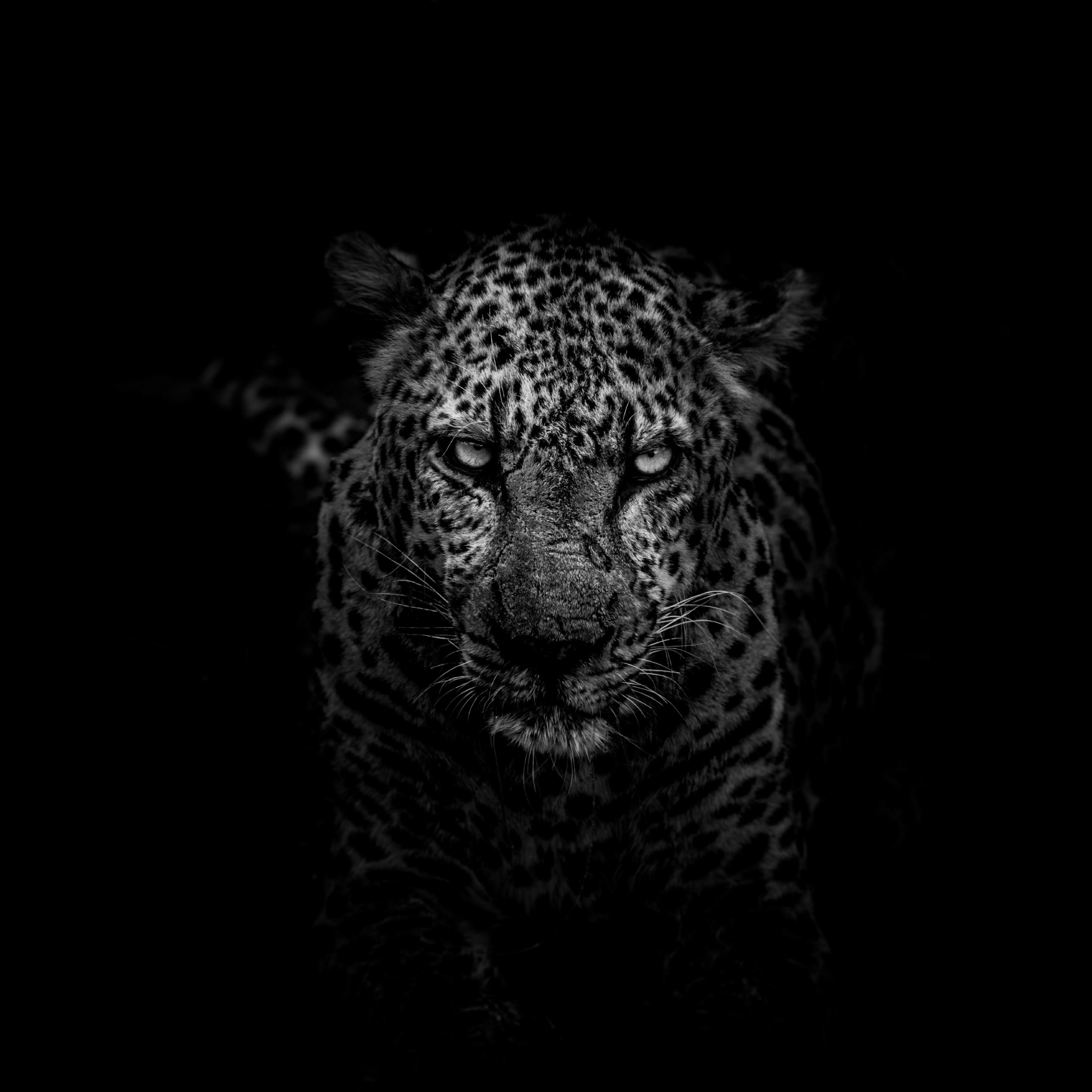 Safari