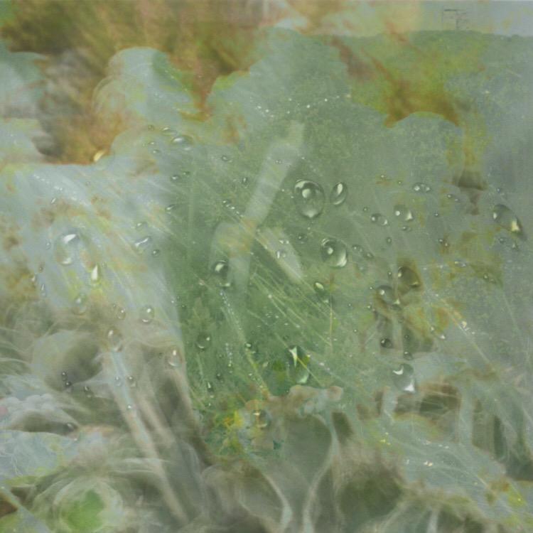rotten dream