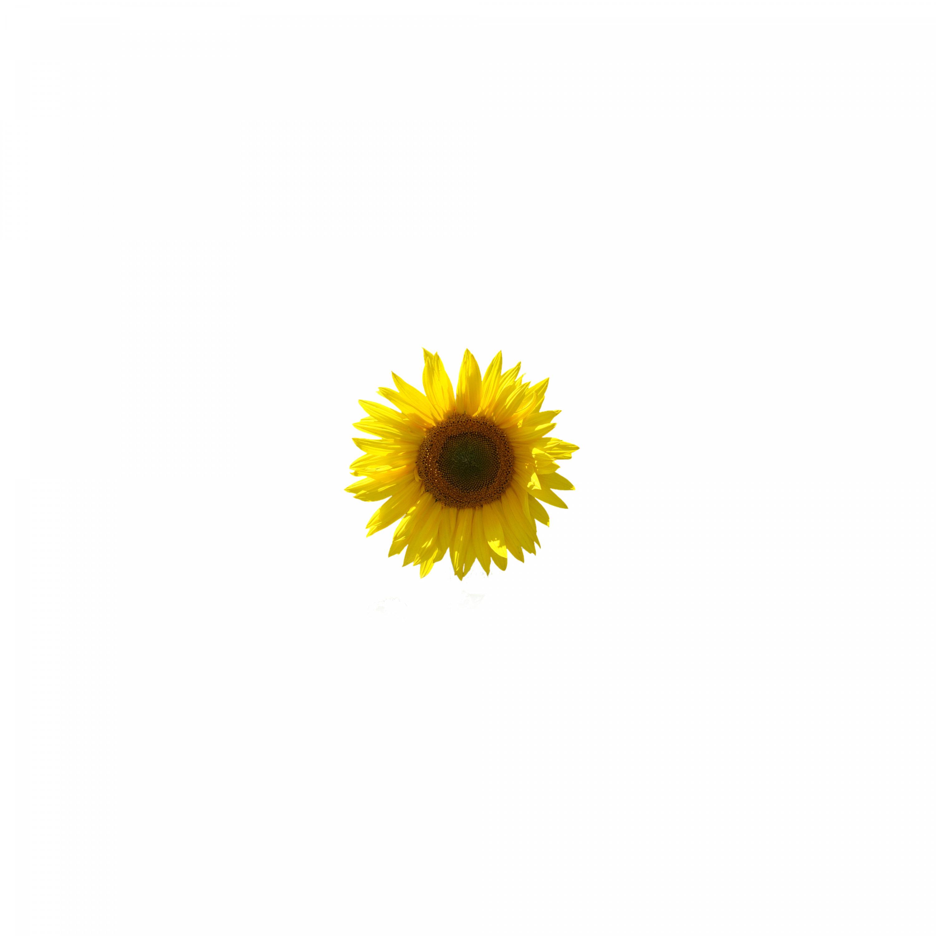 Girassol
