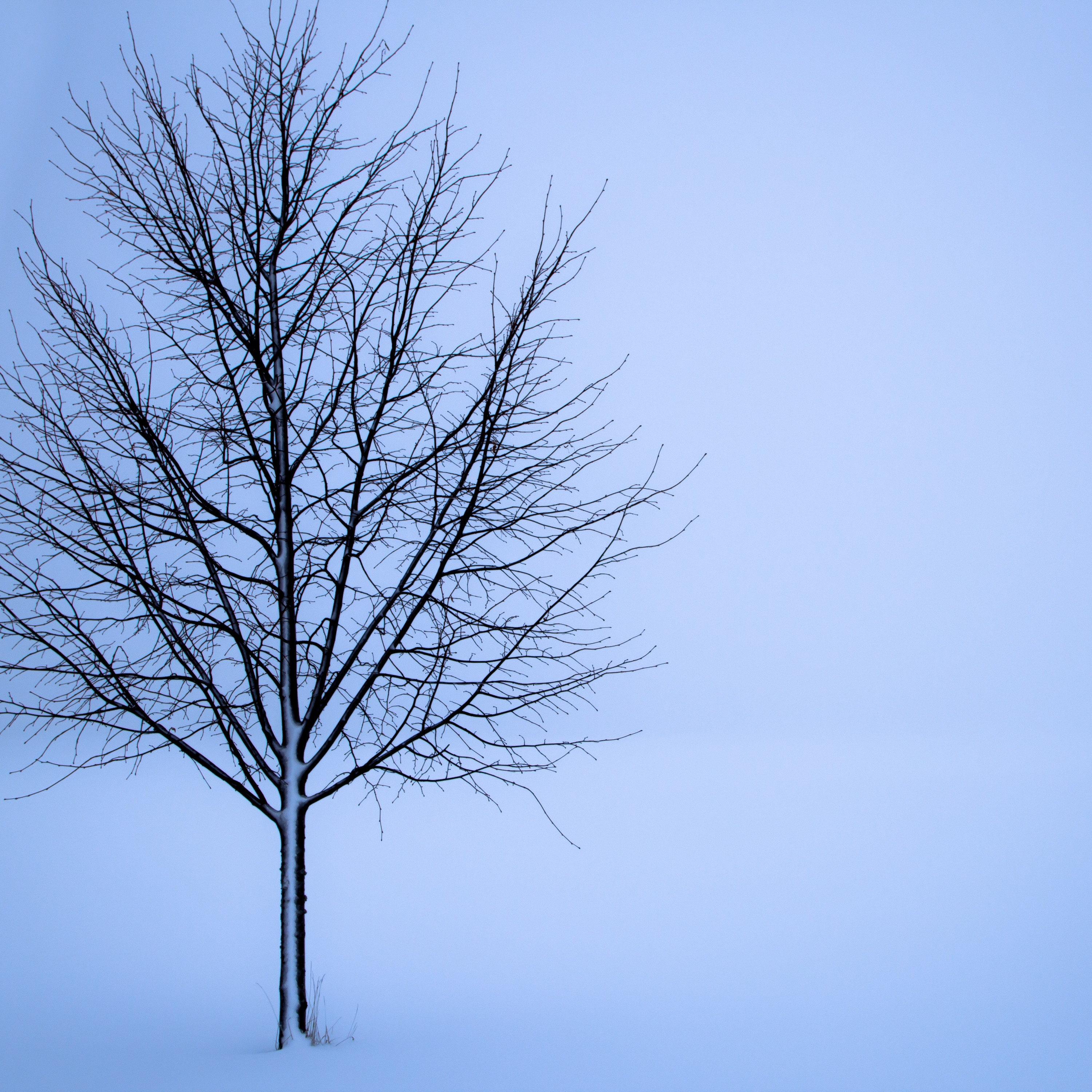 Wild Winter