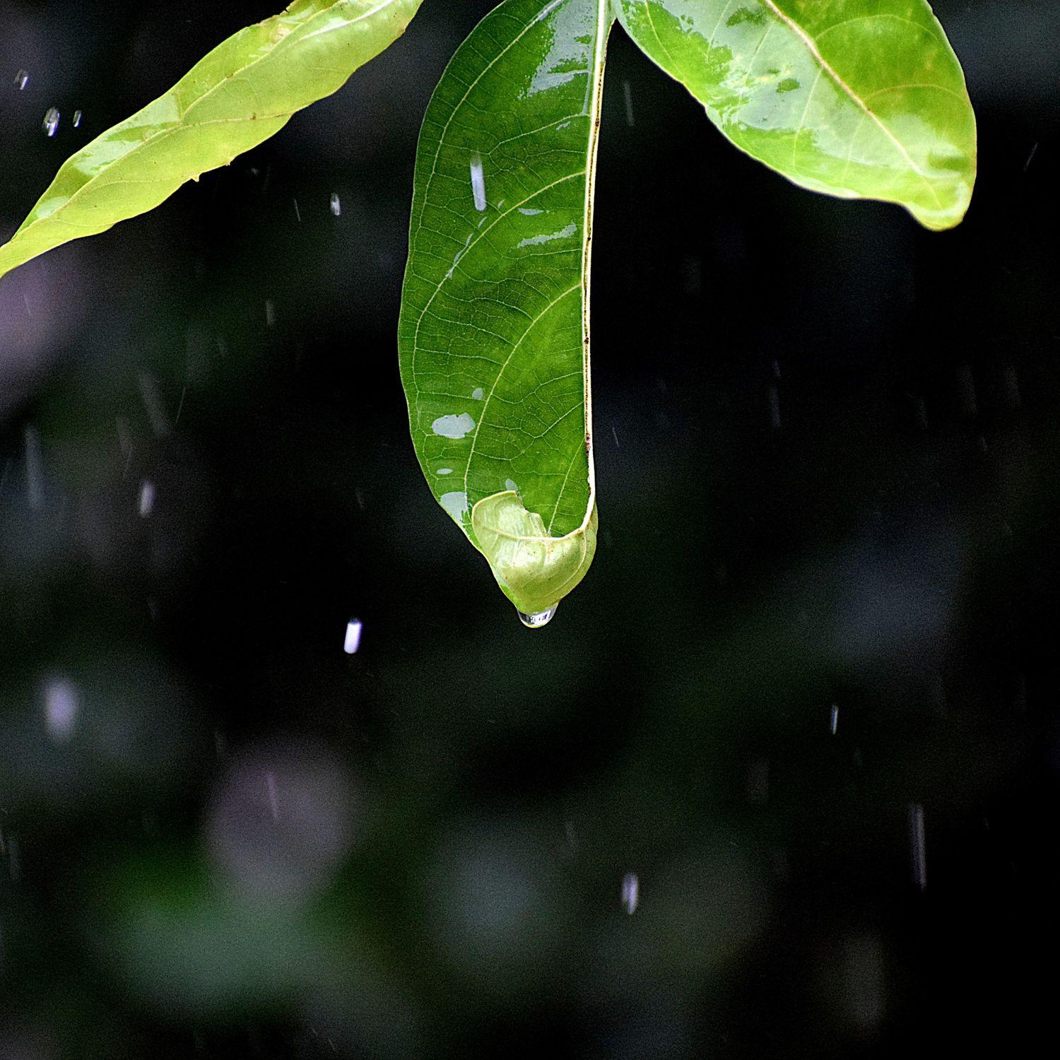 #Nature Rain Collection for Sleep