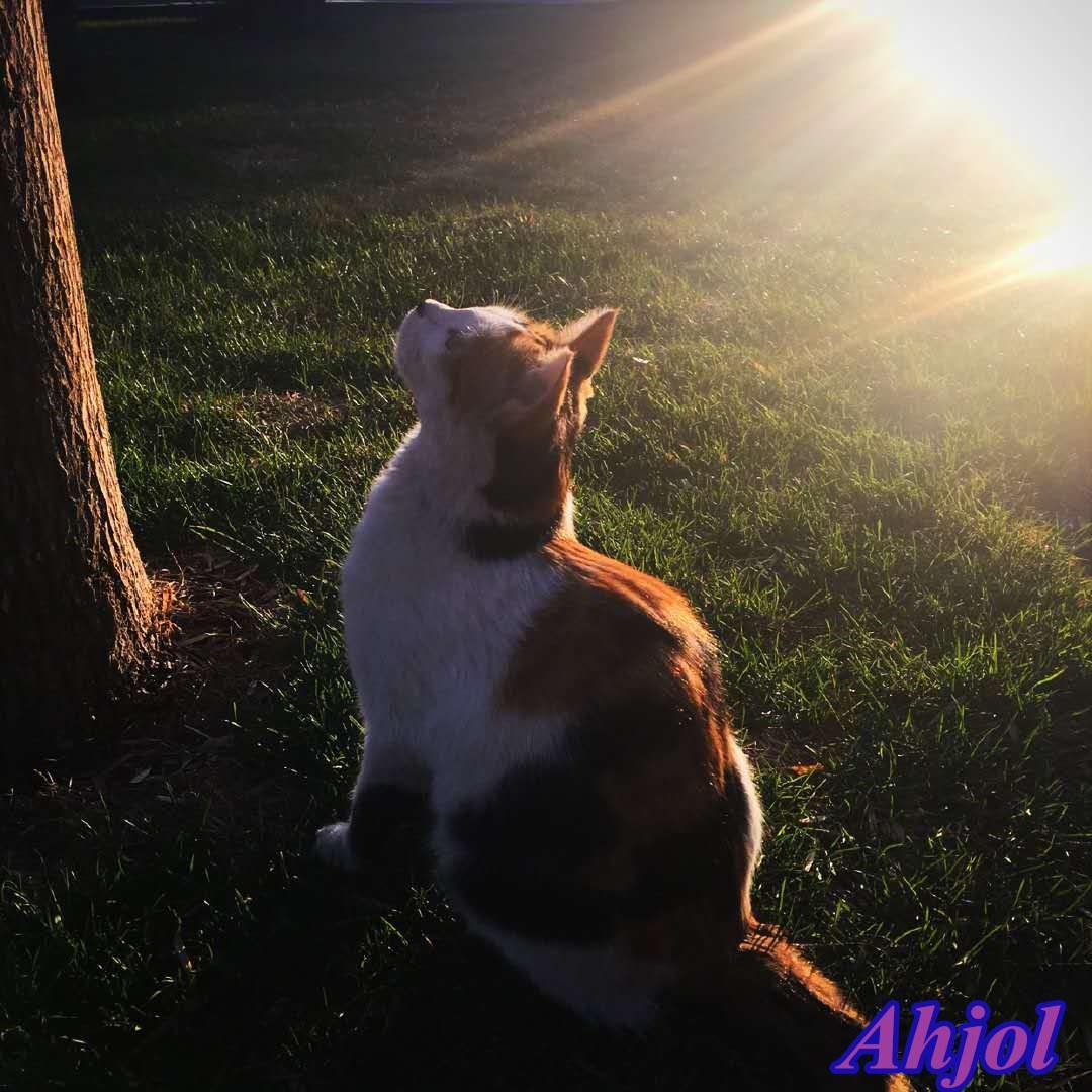 Angel