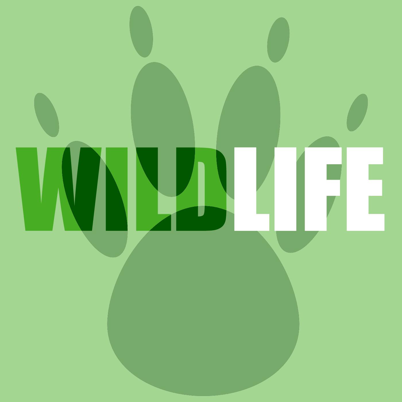 Circle Of Life