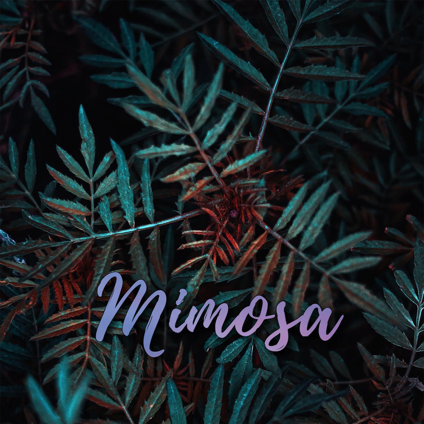 Mimosa