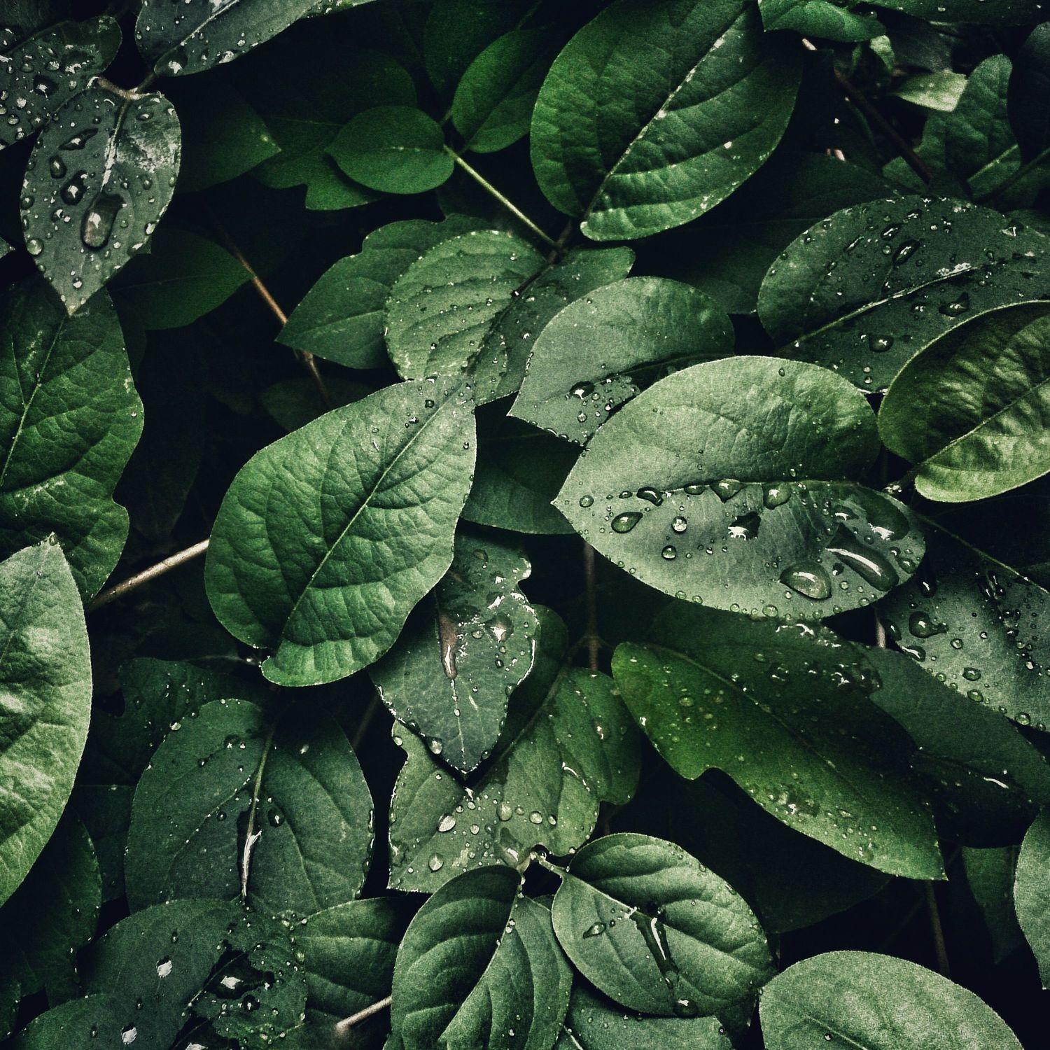 Calm Rain