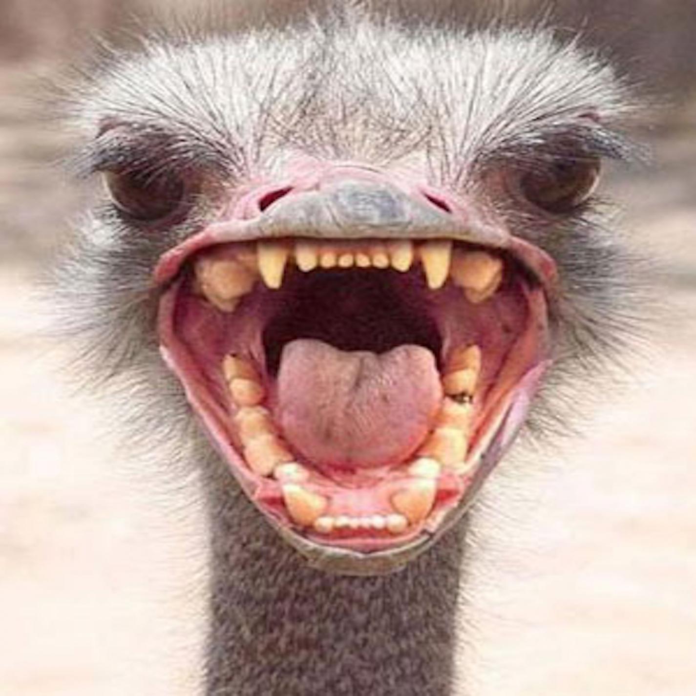 Death by Ostrich