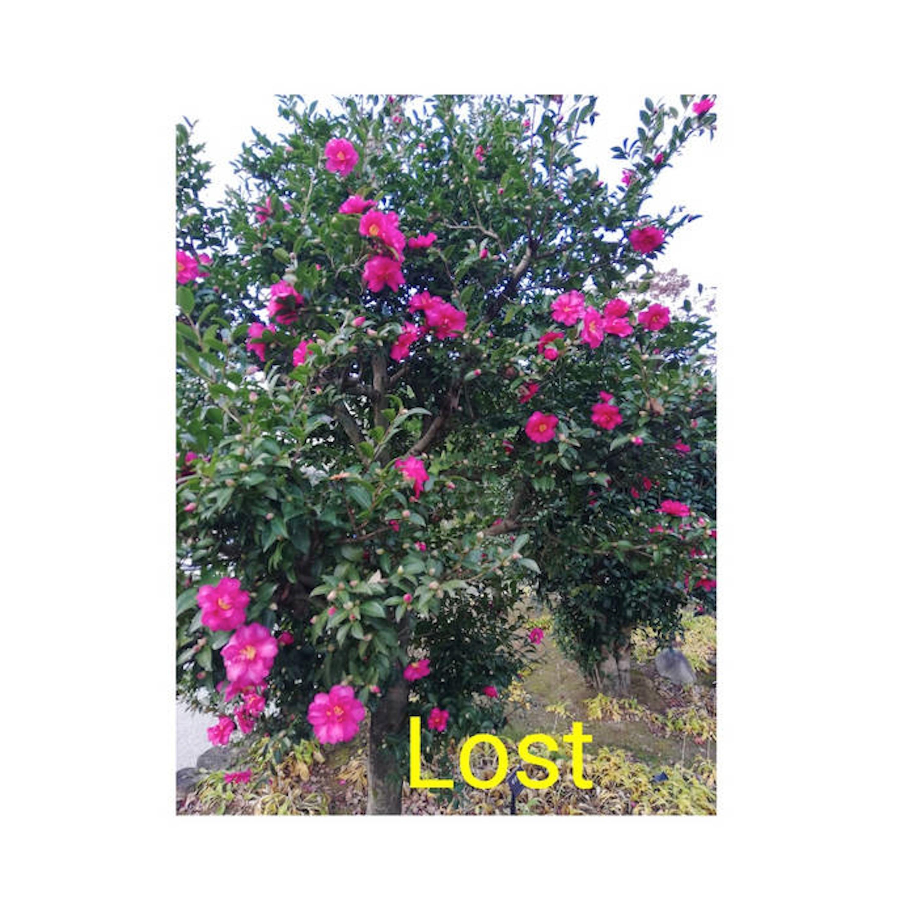 Lost