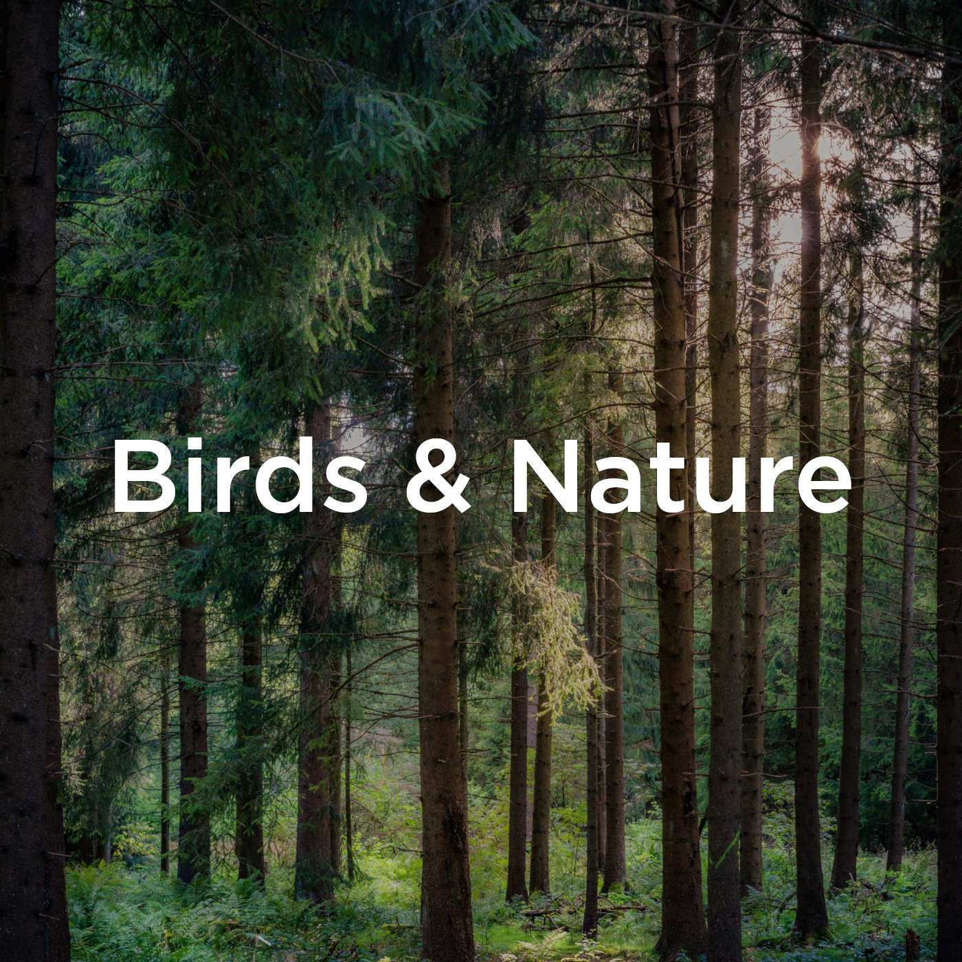 Birds & Nature Sounds