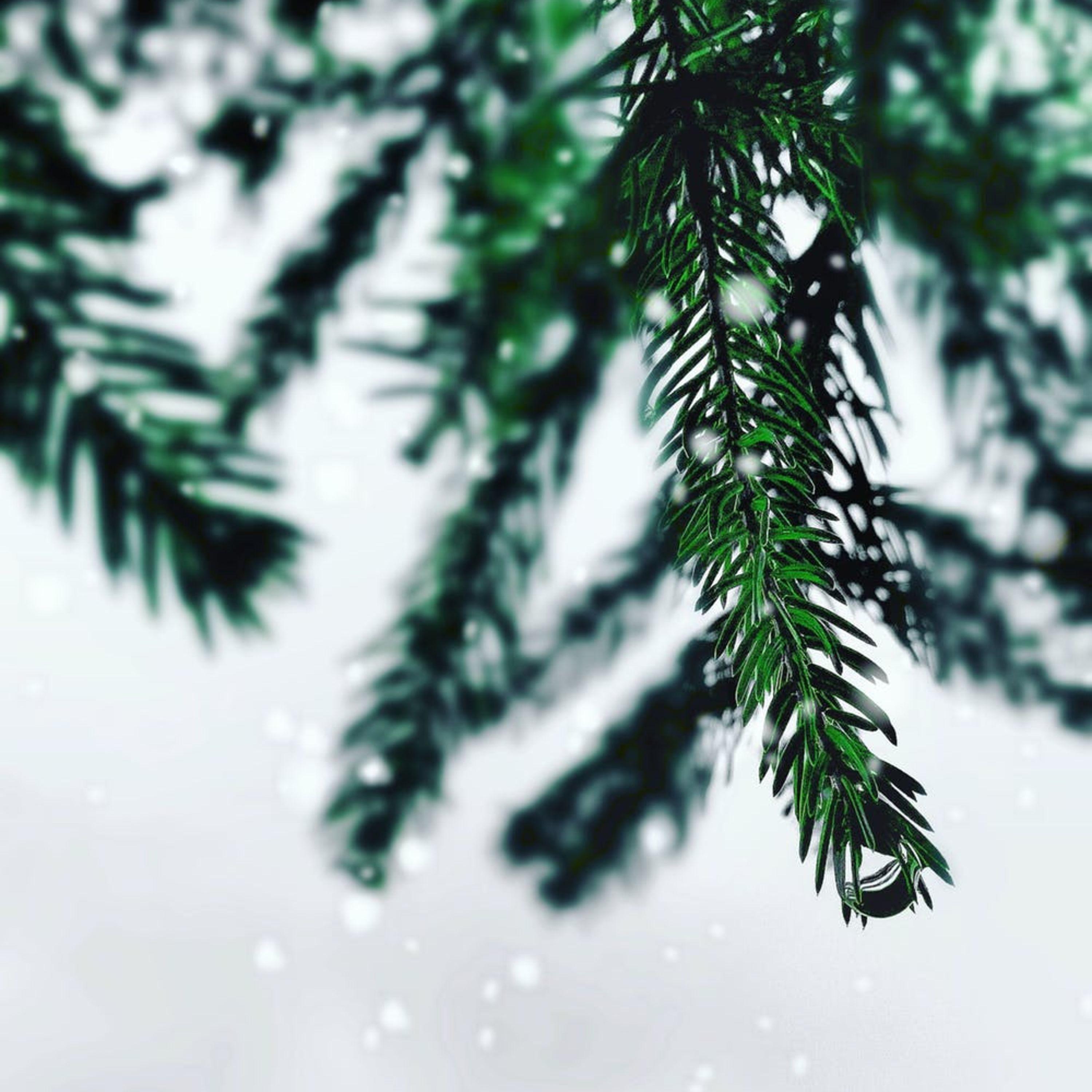 Mr. Claus