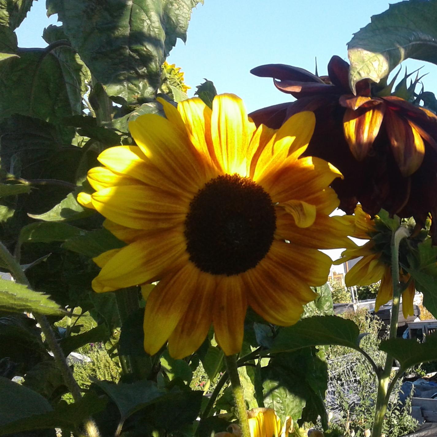 Sunflower